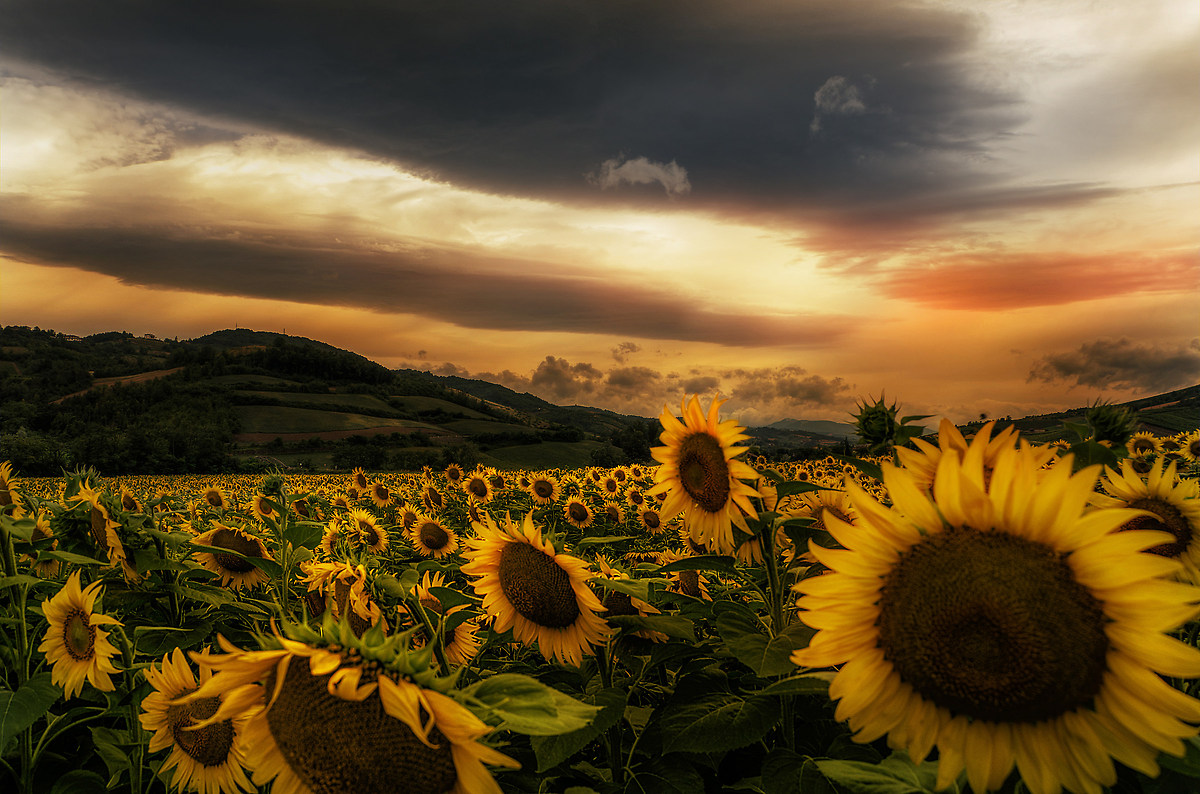 Sunflowers ...
