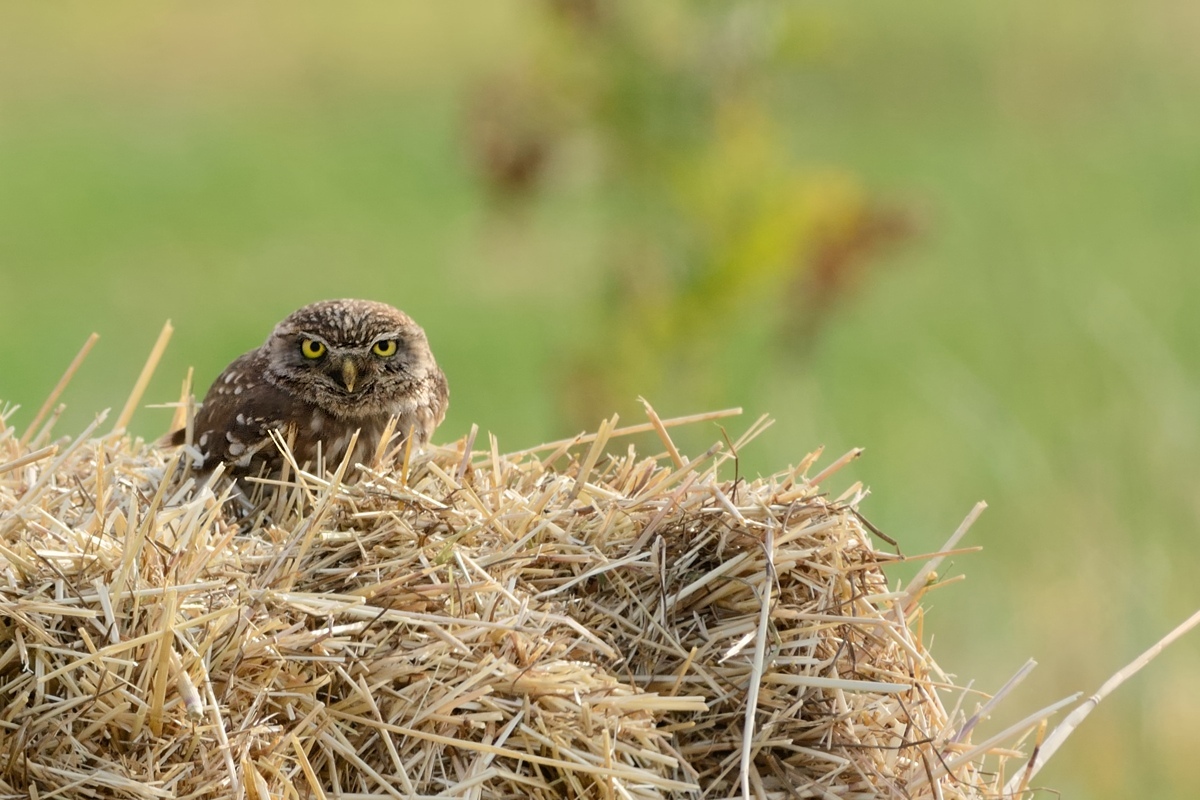 Owl on bale of hay.