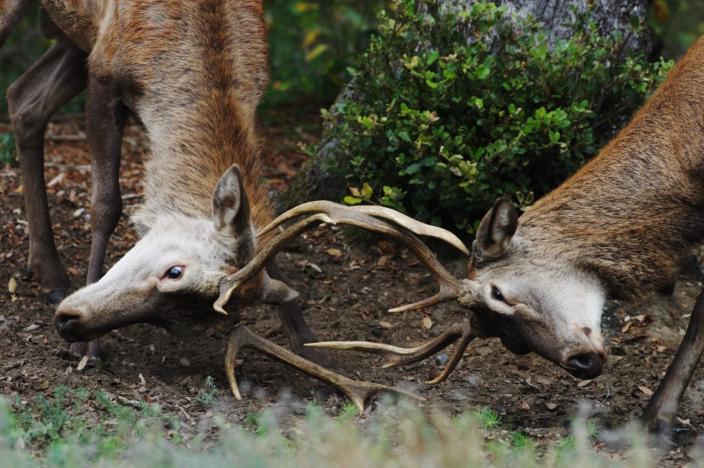 Cervi della Mesola - Ferrara