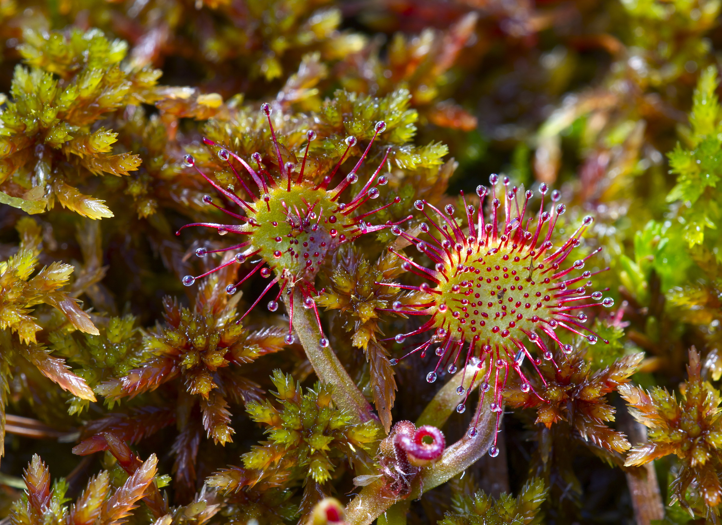 Sundew