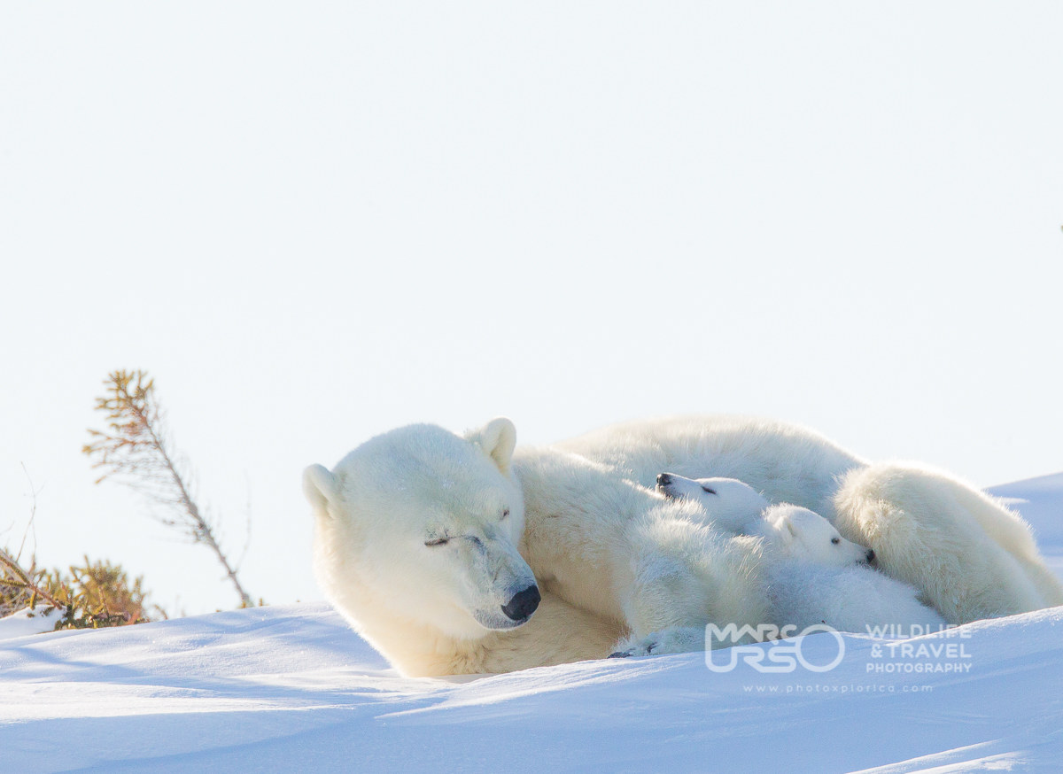 Manitoba - Churchill