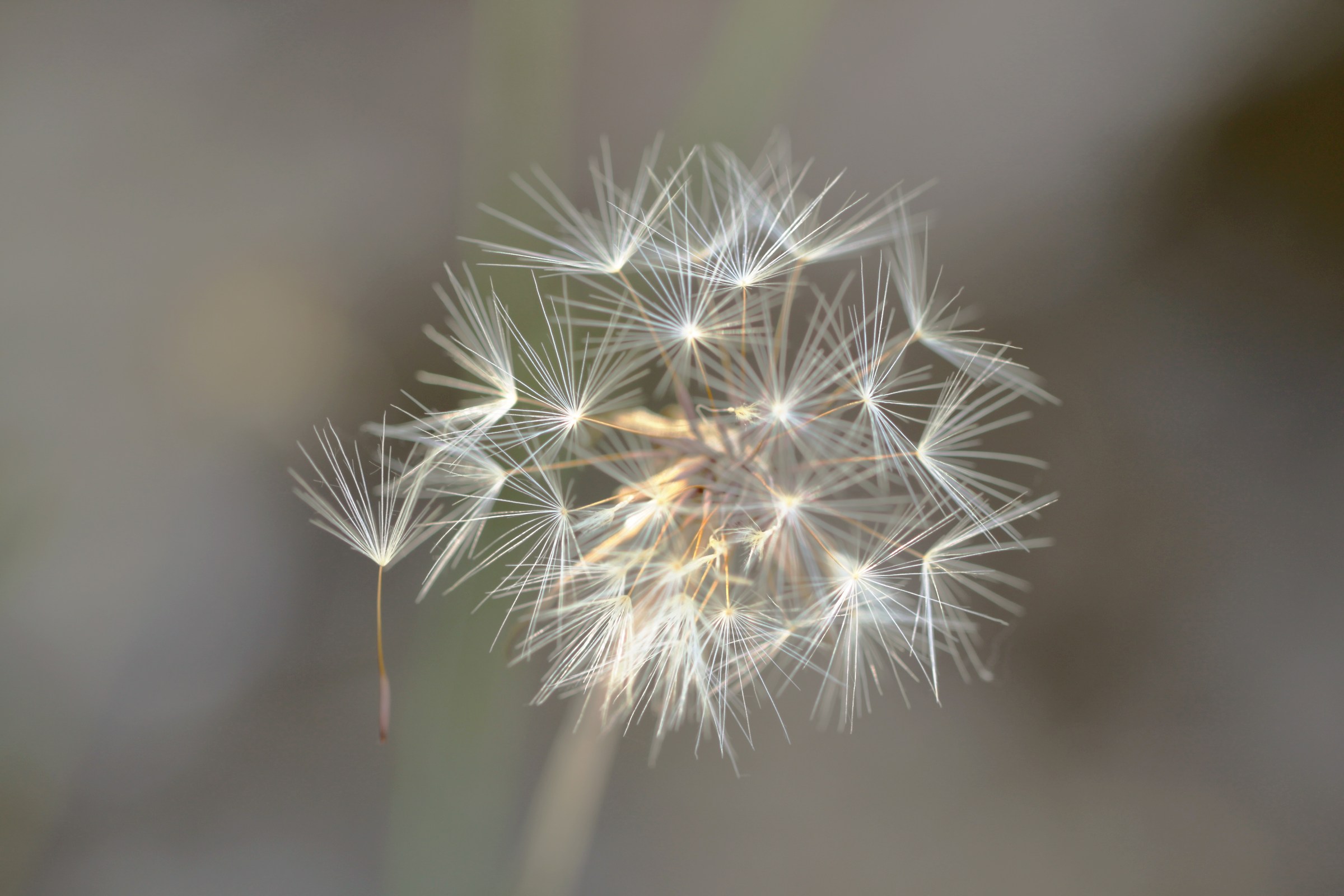 Dandelion