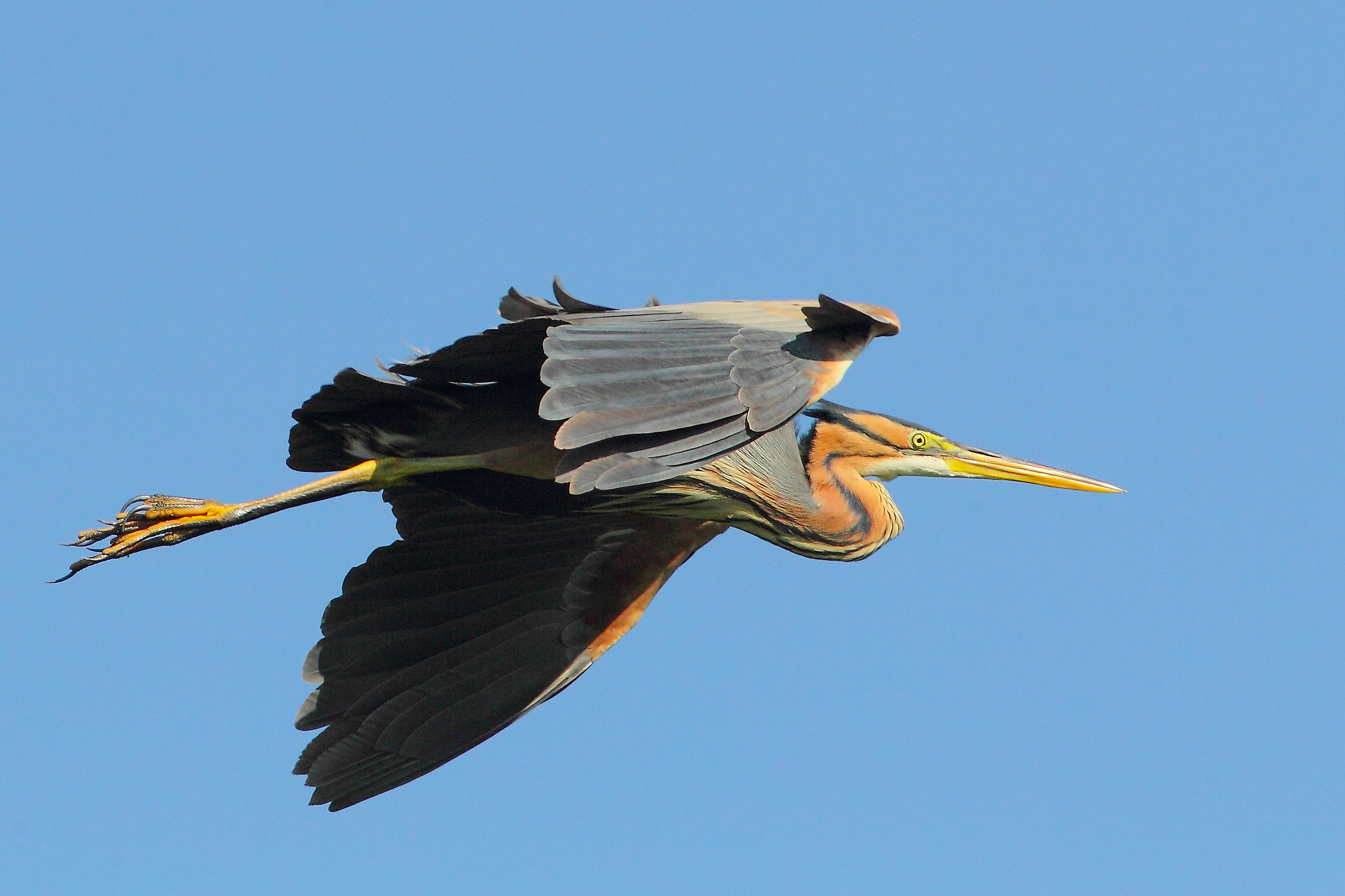 Purple Heron