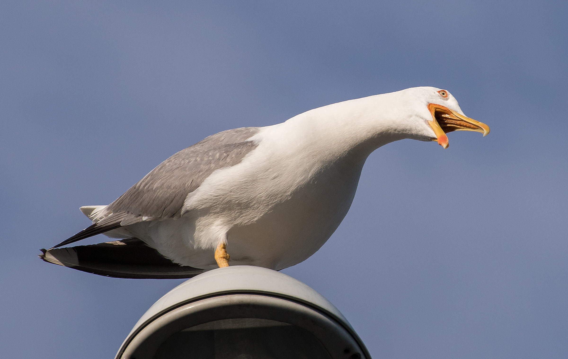Seagull