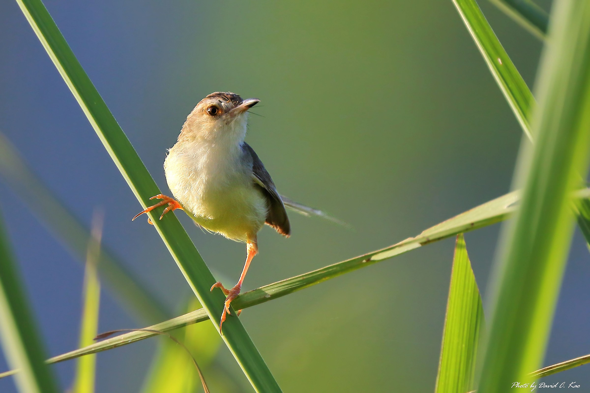 Tawny Prinia