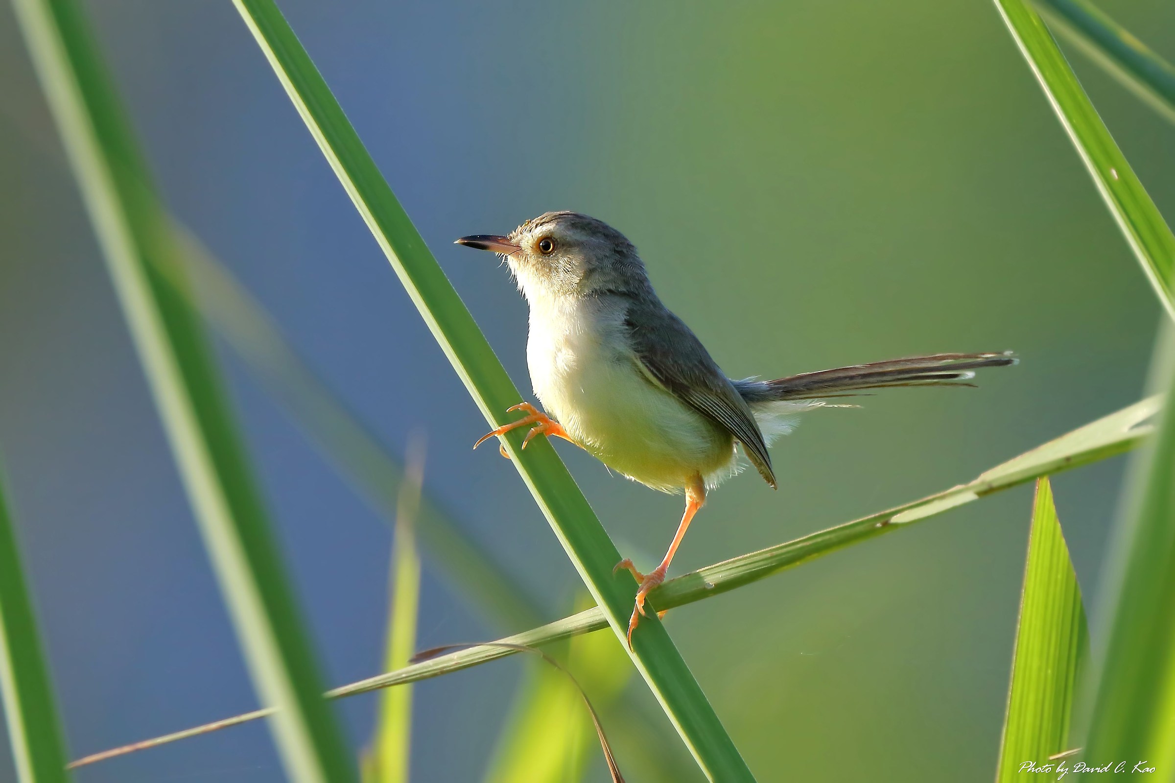 Tawny Prinia