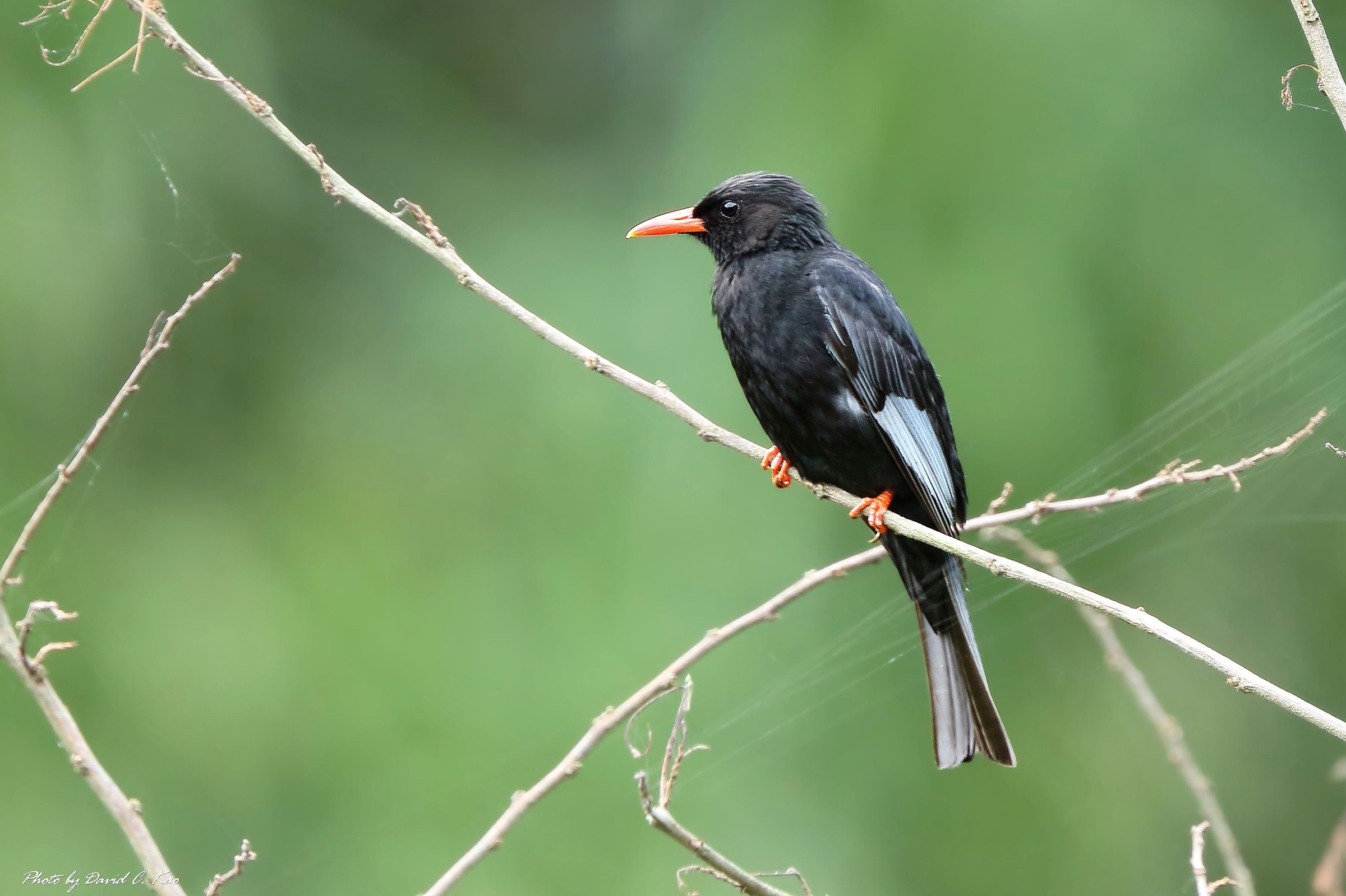 Nero Bulbul