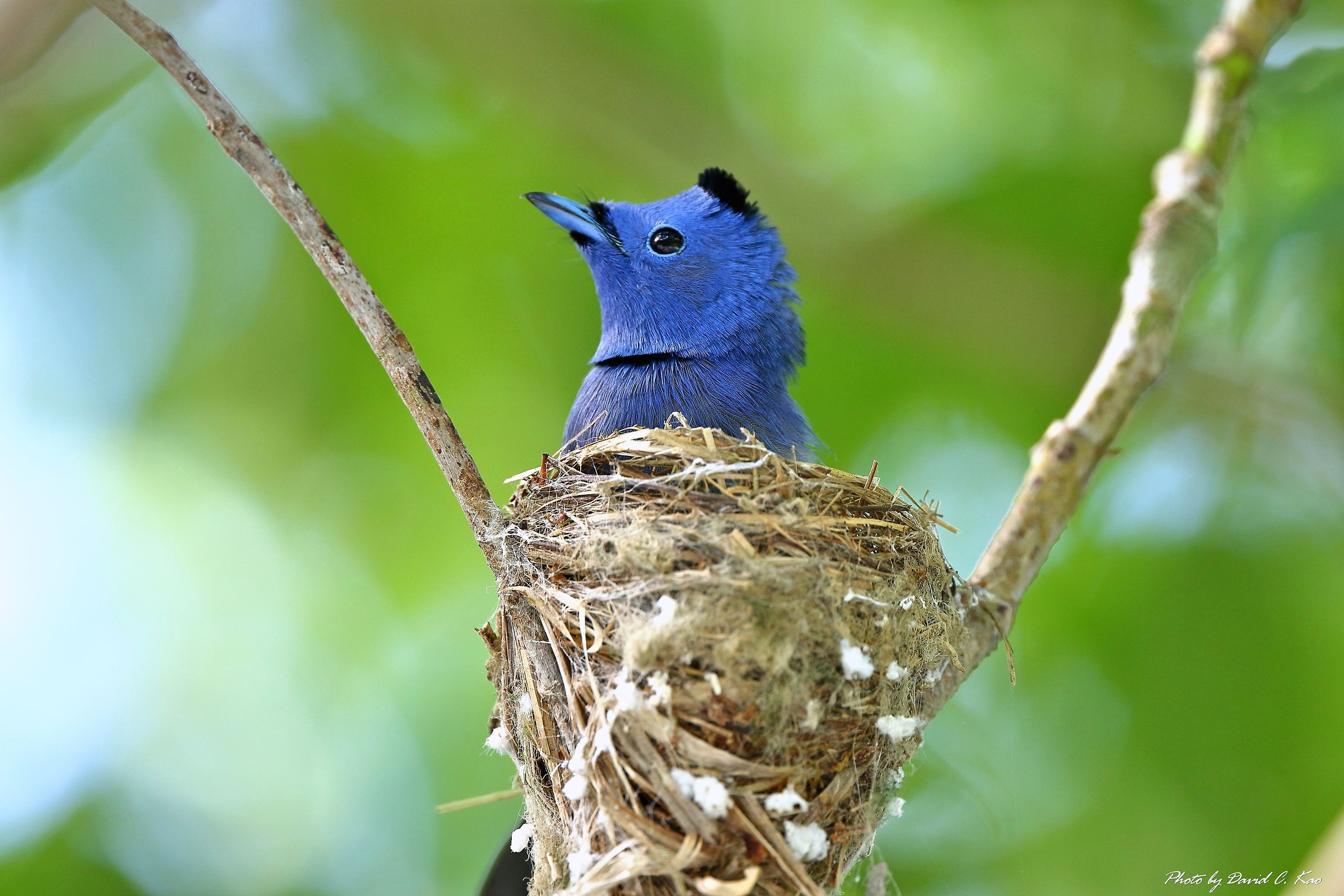 Black-naped Blu Monarch