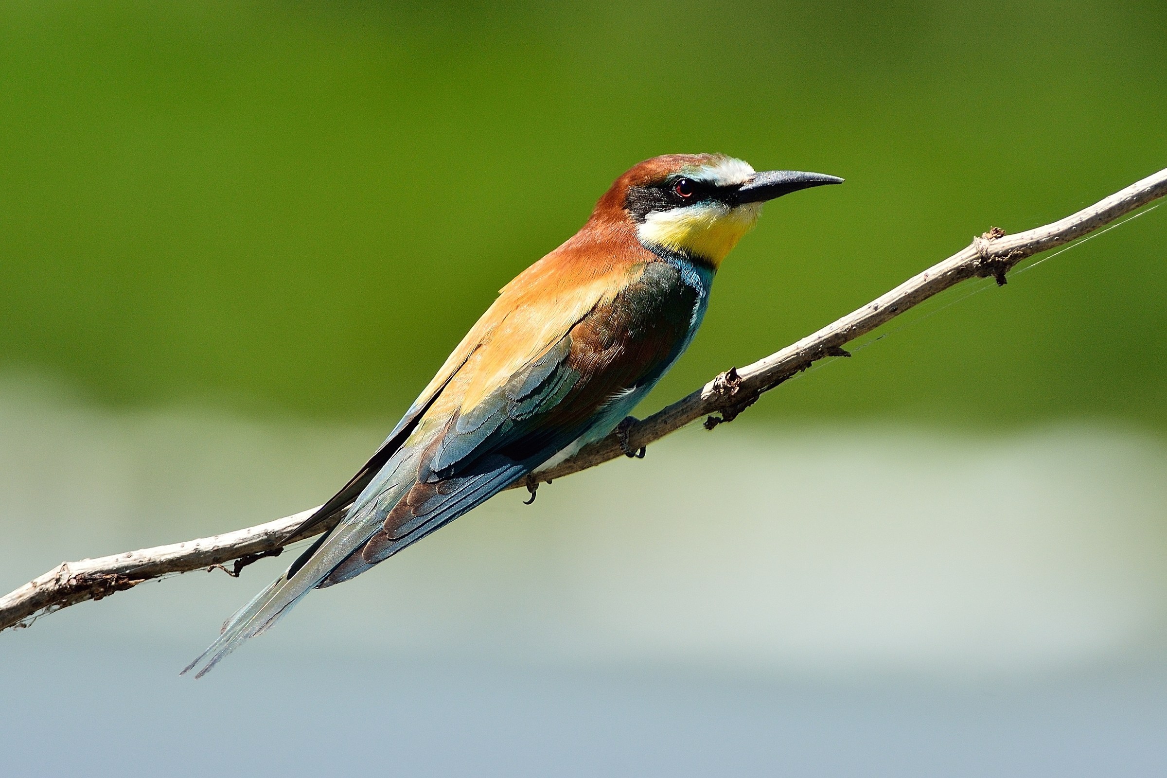 Gruccione (Merops apiaster)