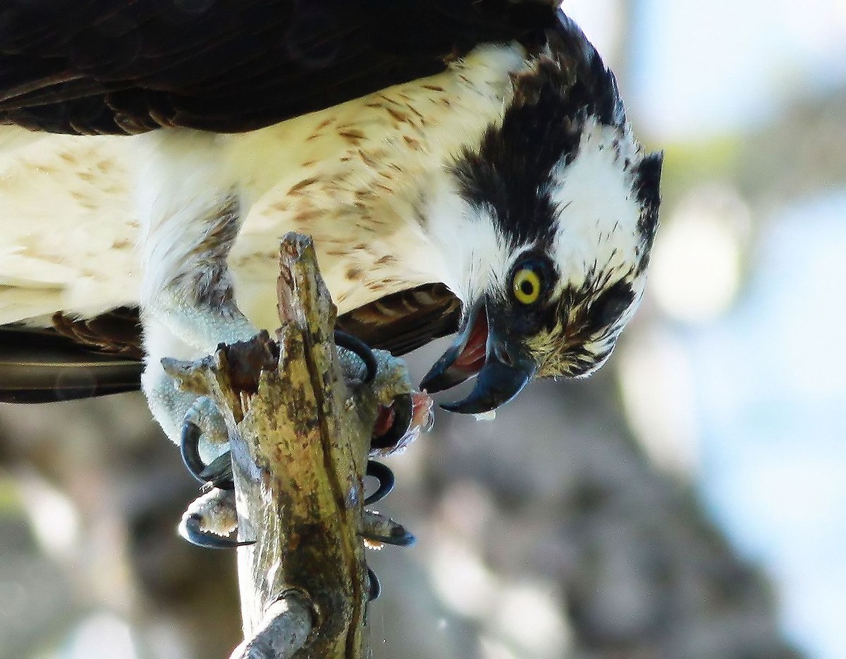 Up Close and Personal