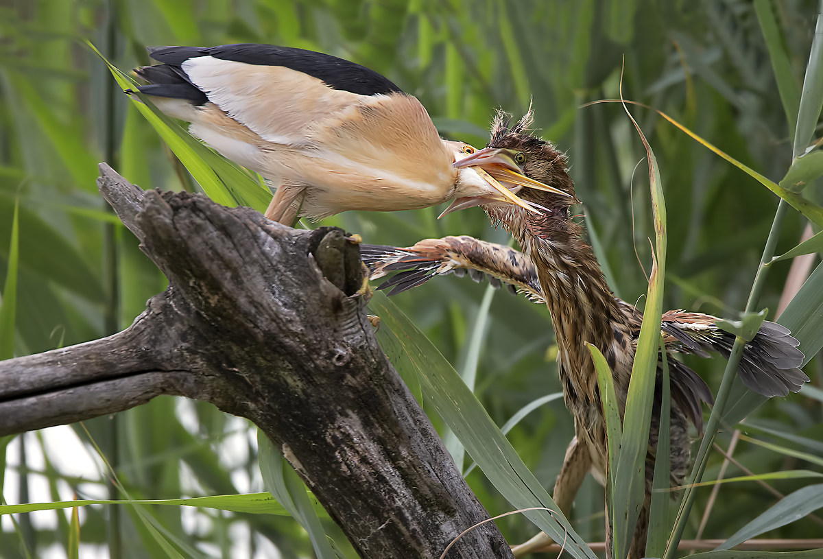 Lunch in the reeds