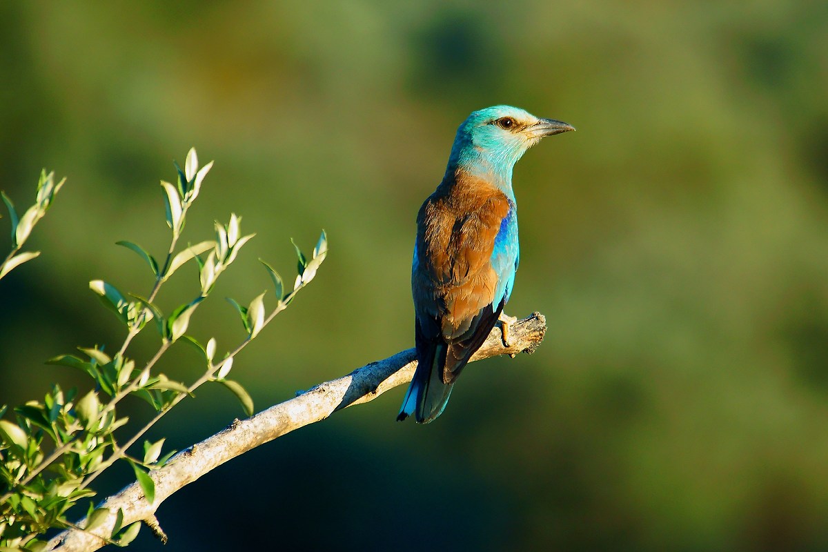 Jay in light of sunset