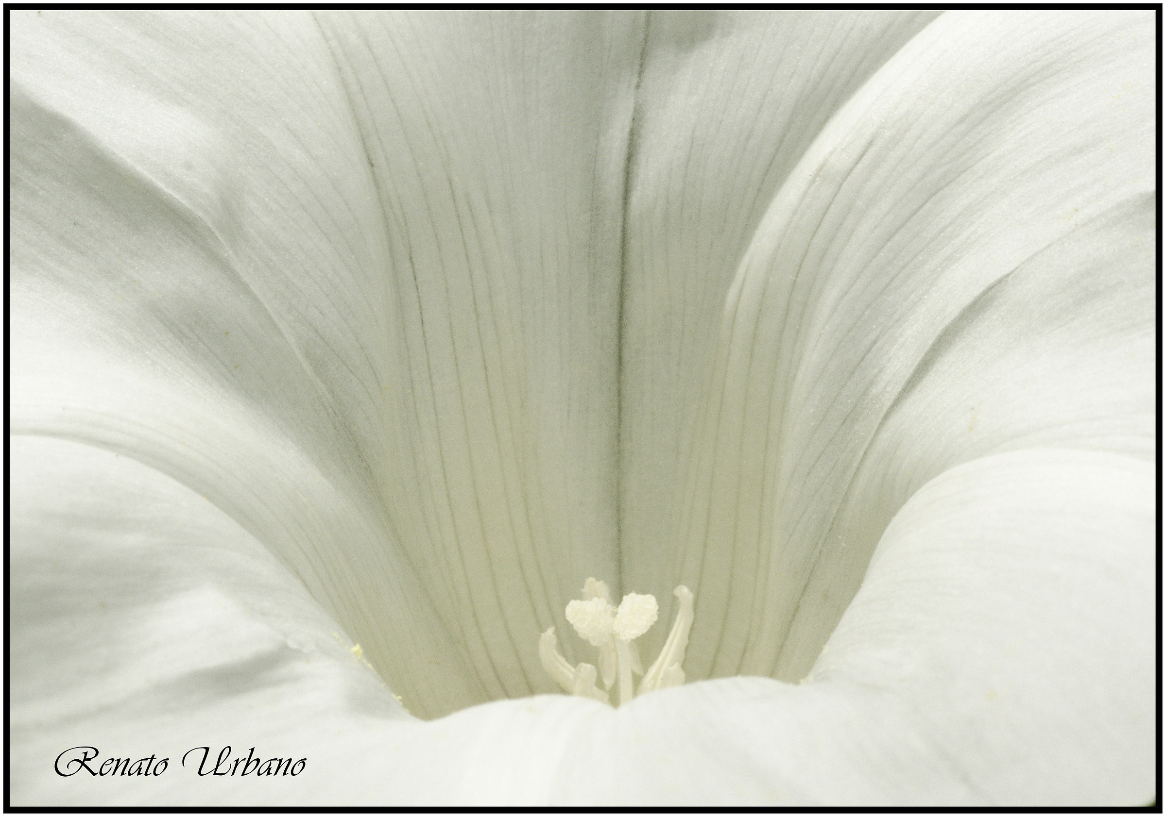 Stamens and pistils 1