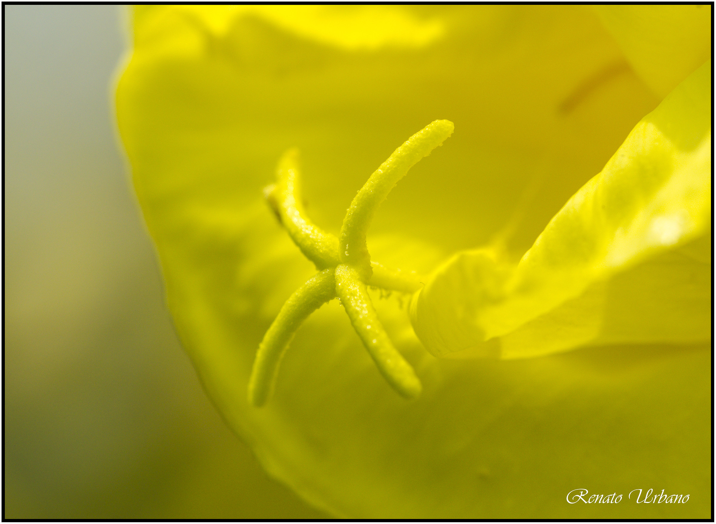 Stamens and pistils 2