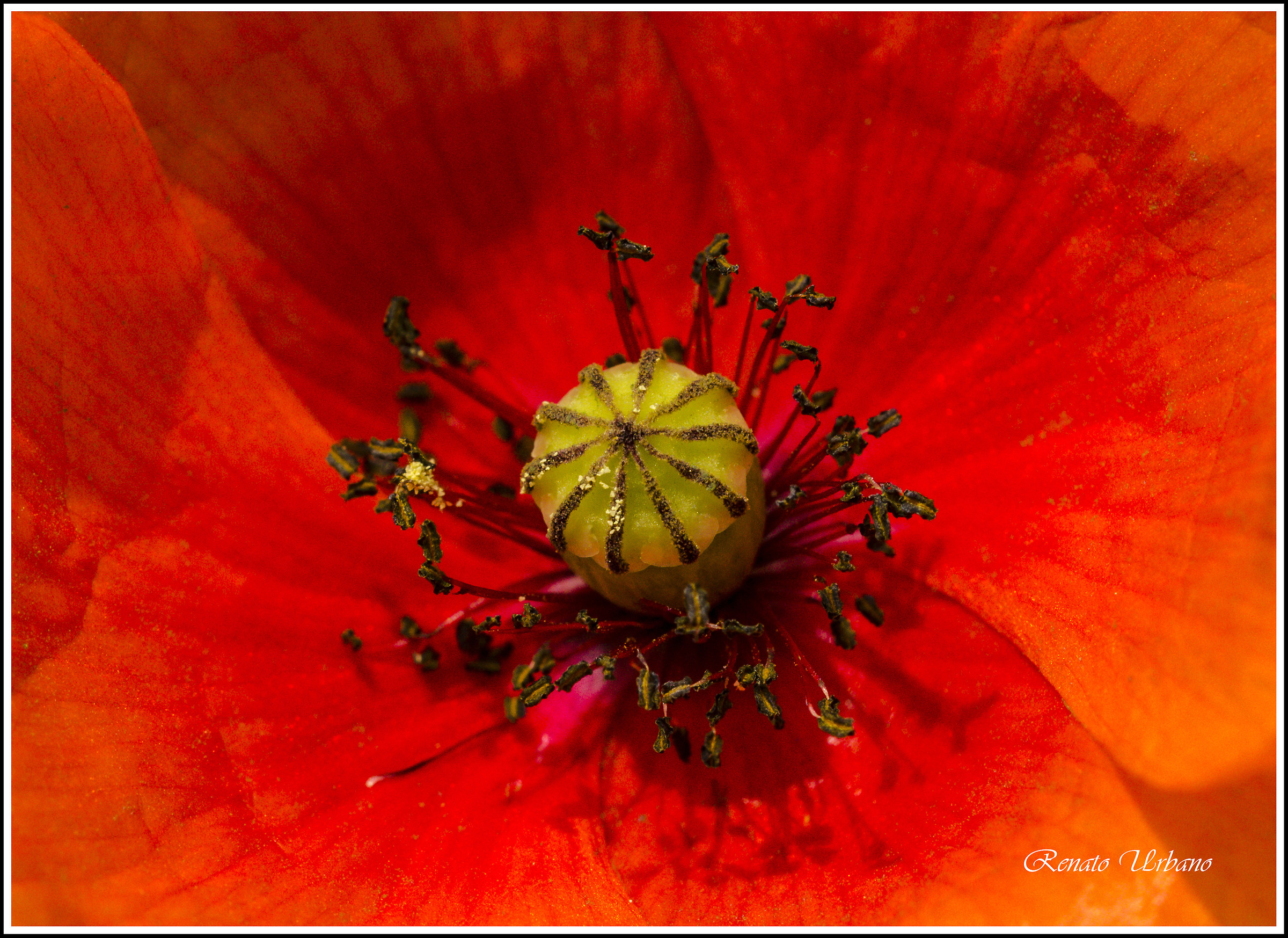 Stamens and pistils 3