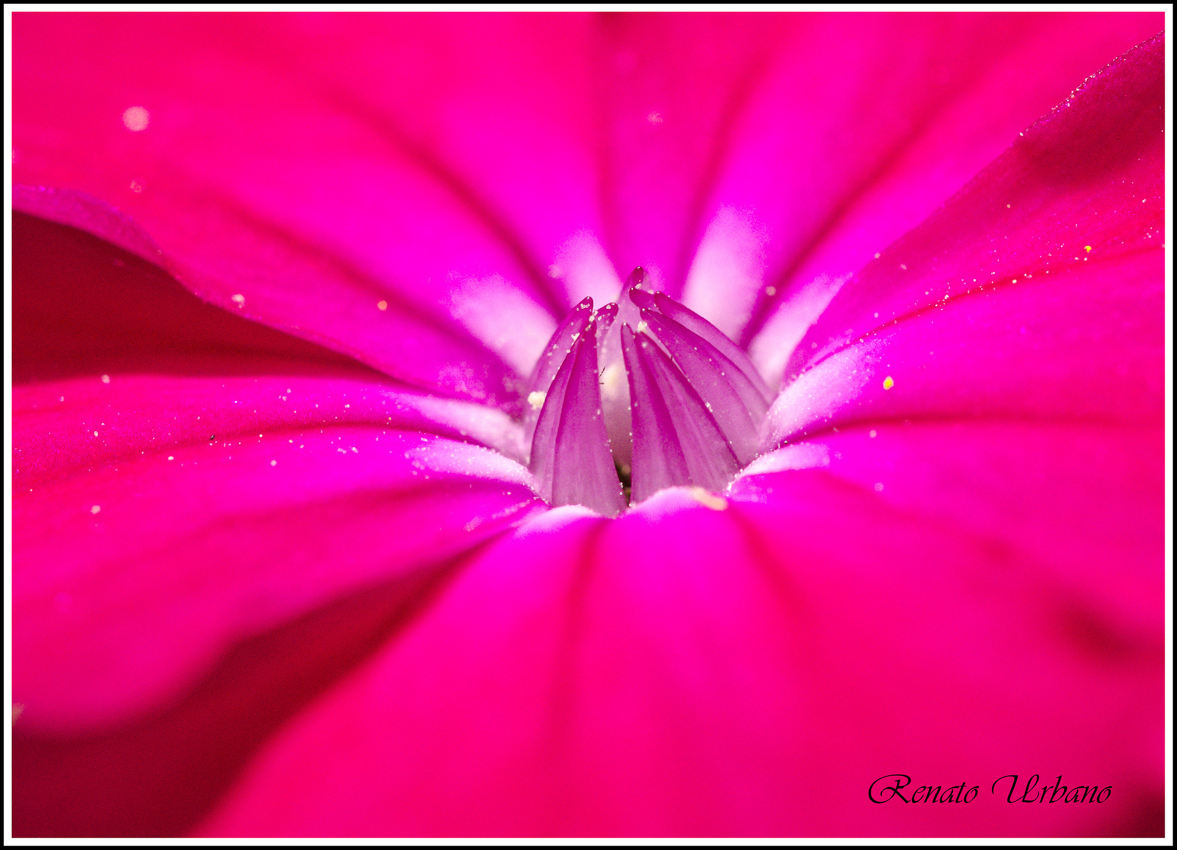 Stamens and pistils 4