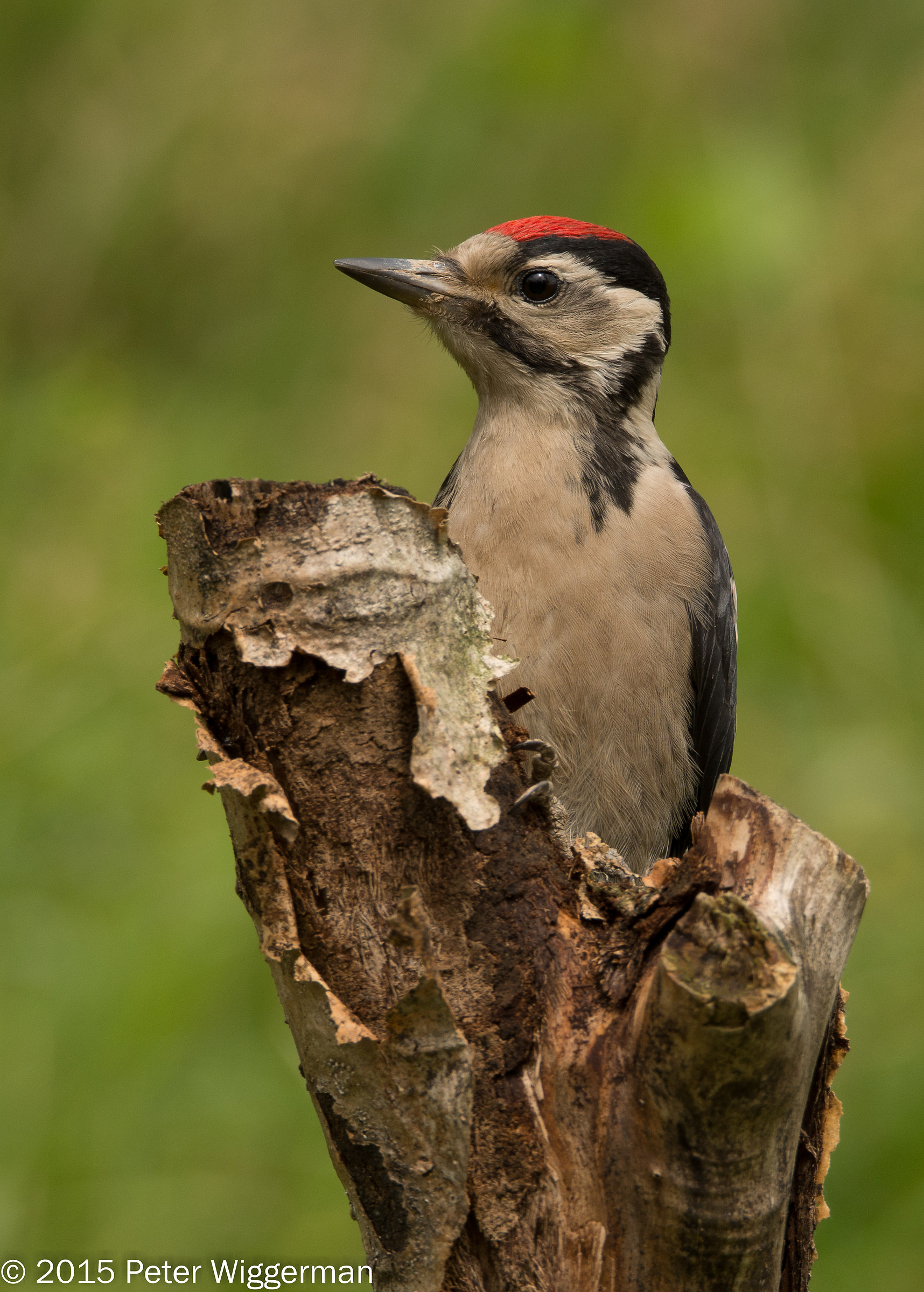 Great spotted woodpecker - I
