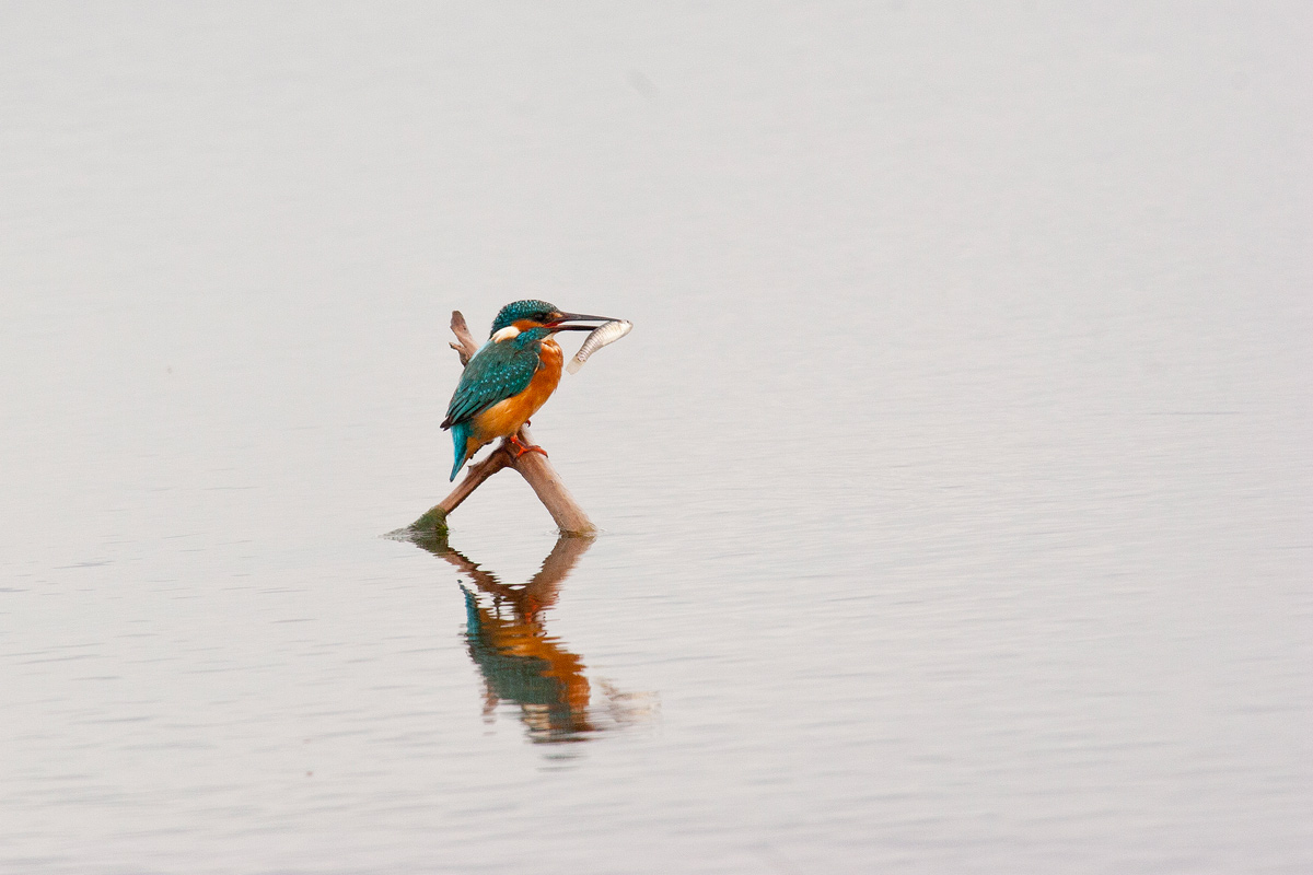 kingfisher