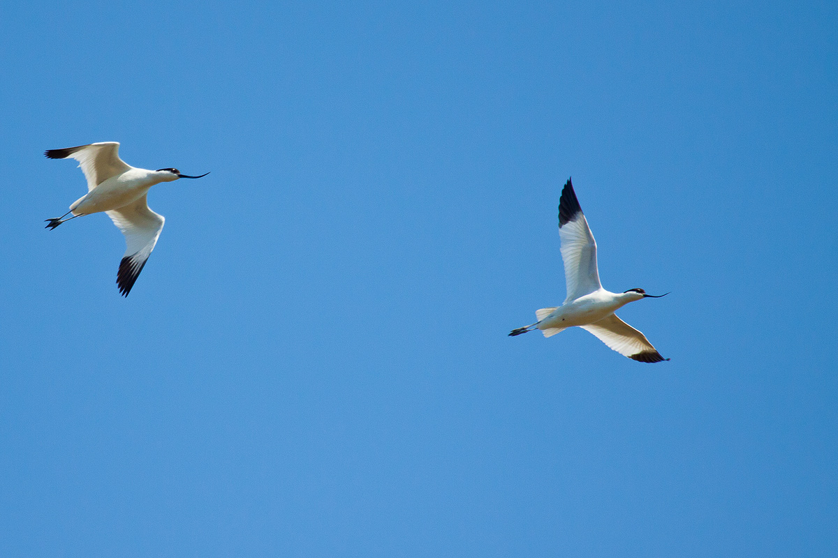 avocets