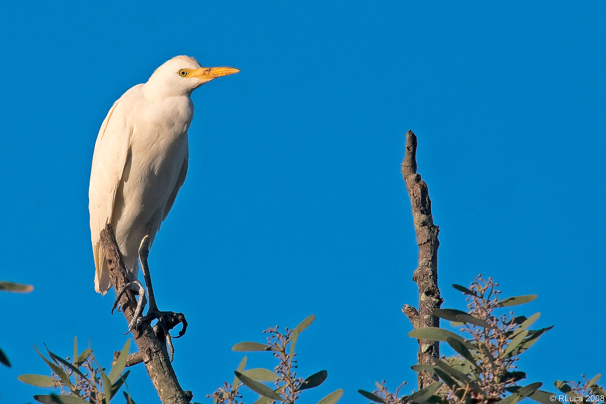 cattle egret