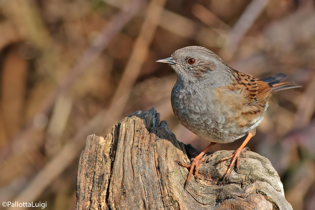 Dunnock (Dunnock)
