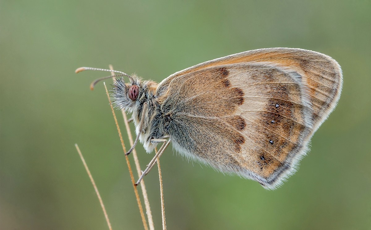 Coenonympha Pamphilus...