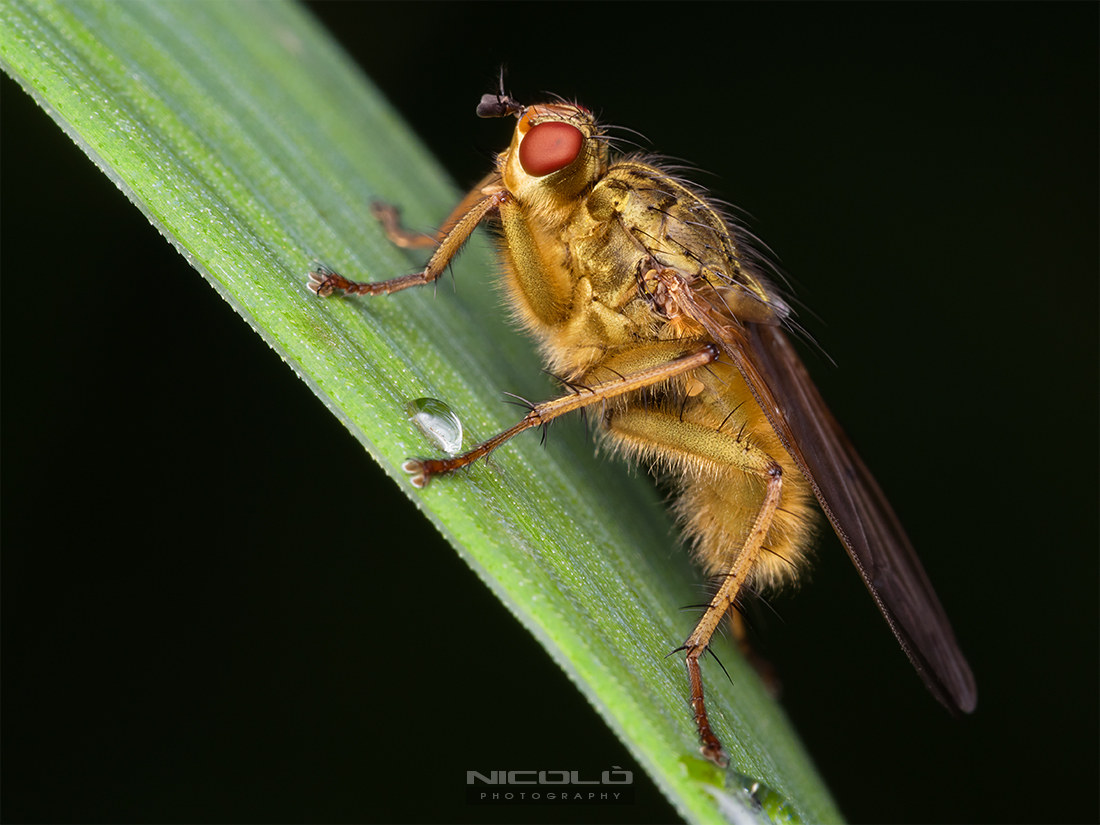 Macro in Cansiglio - Giardino botanico