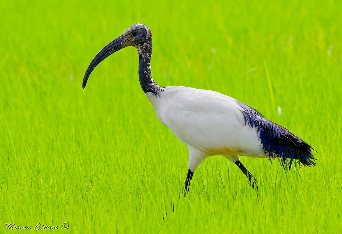 Sacred Ibis In Green