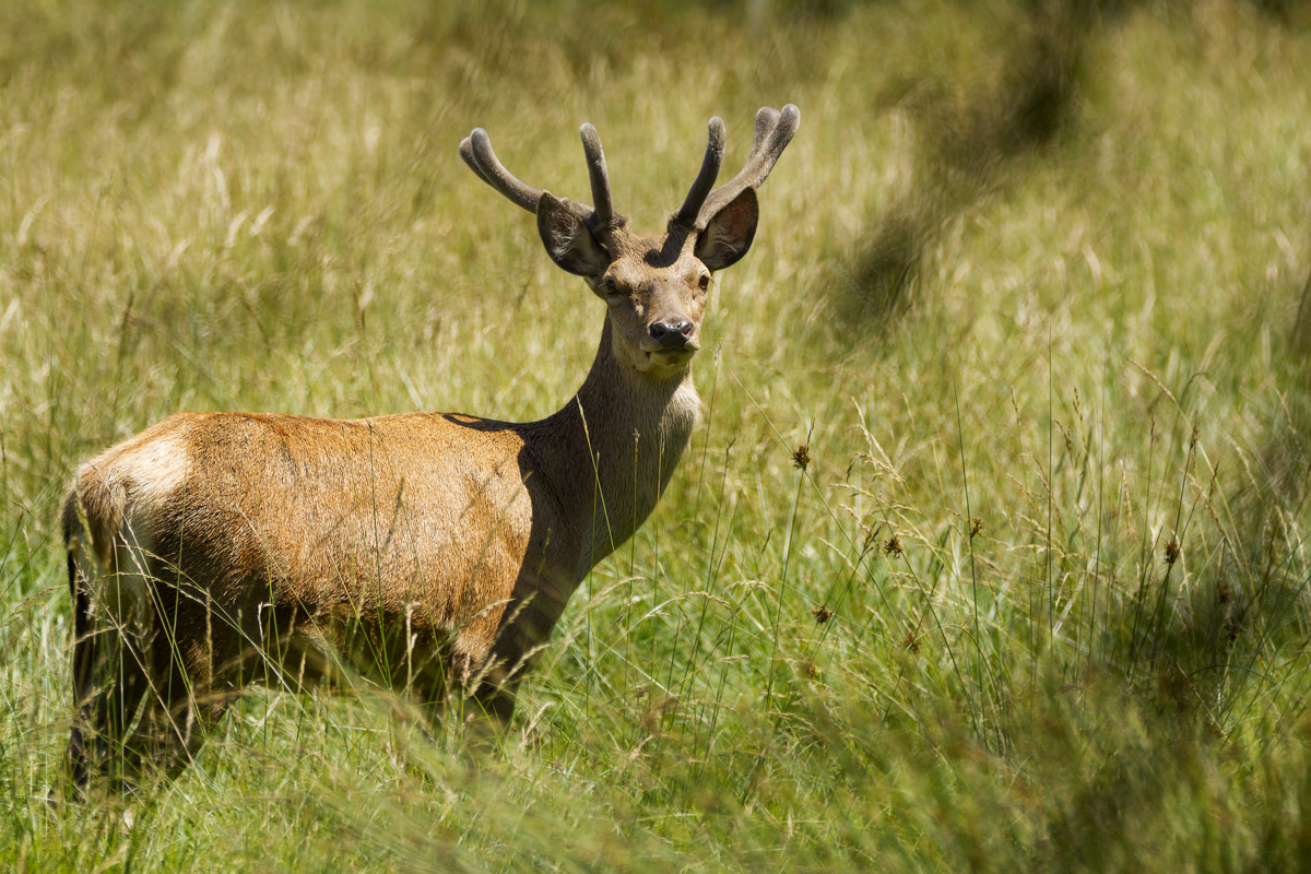 Deer in velvet