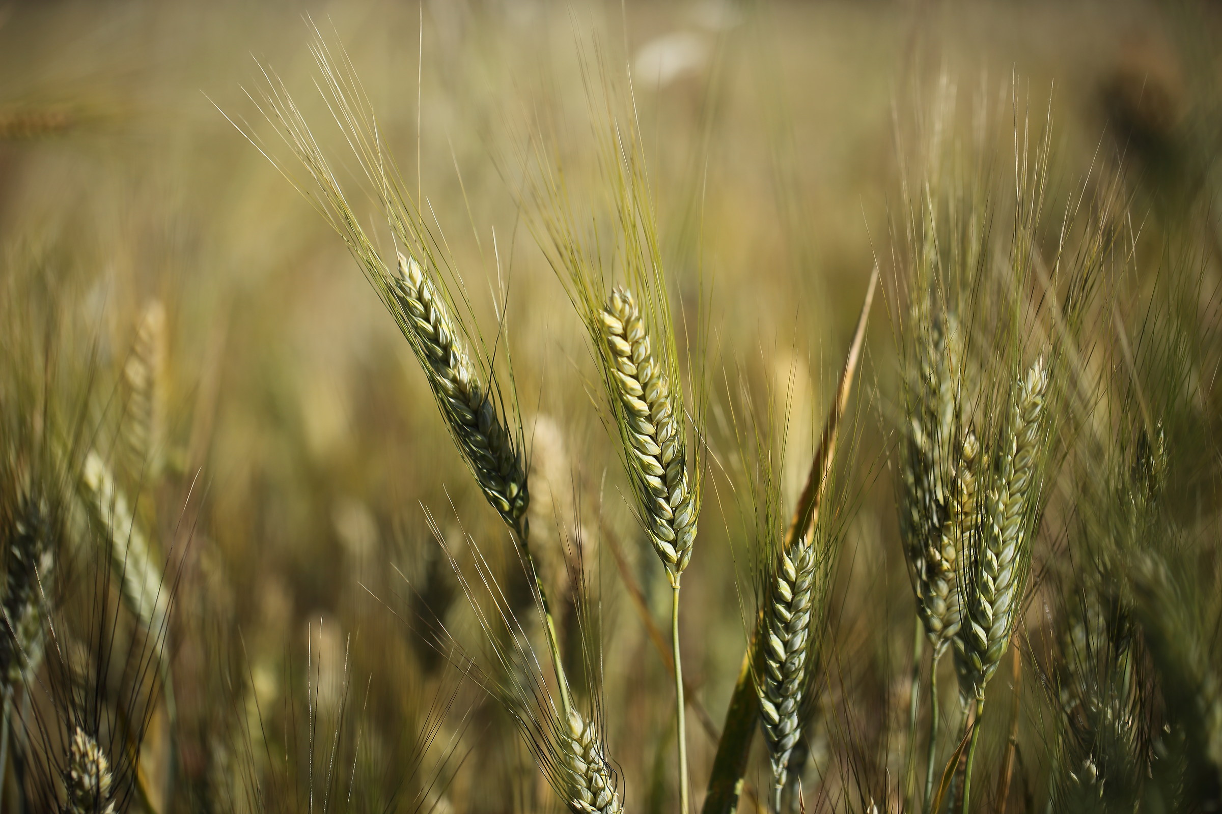 June, the month of the harvest .......