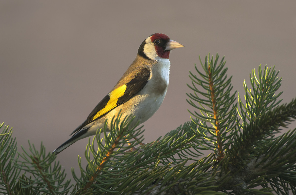 Goldfinch 2