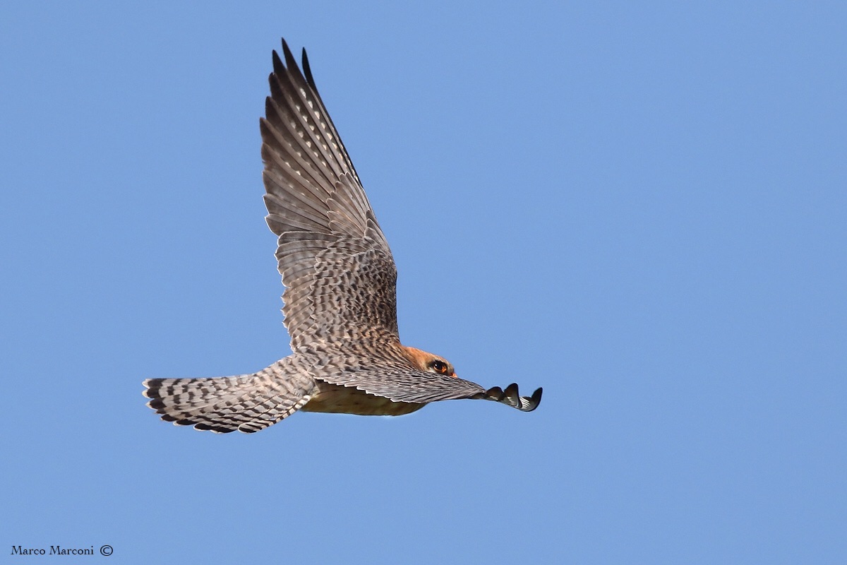 Femmina falco cuculo