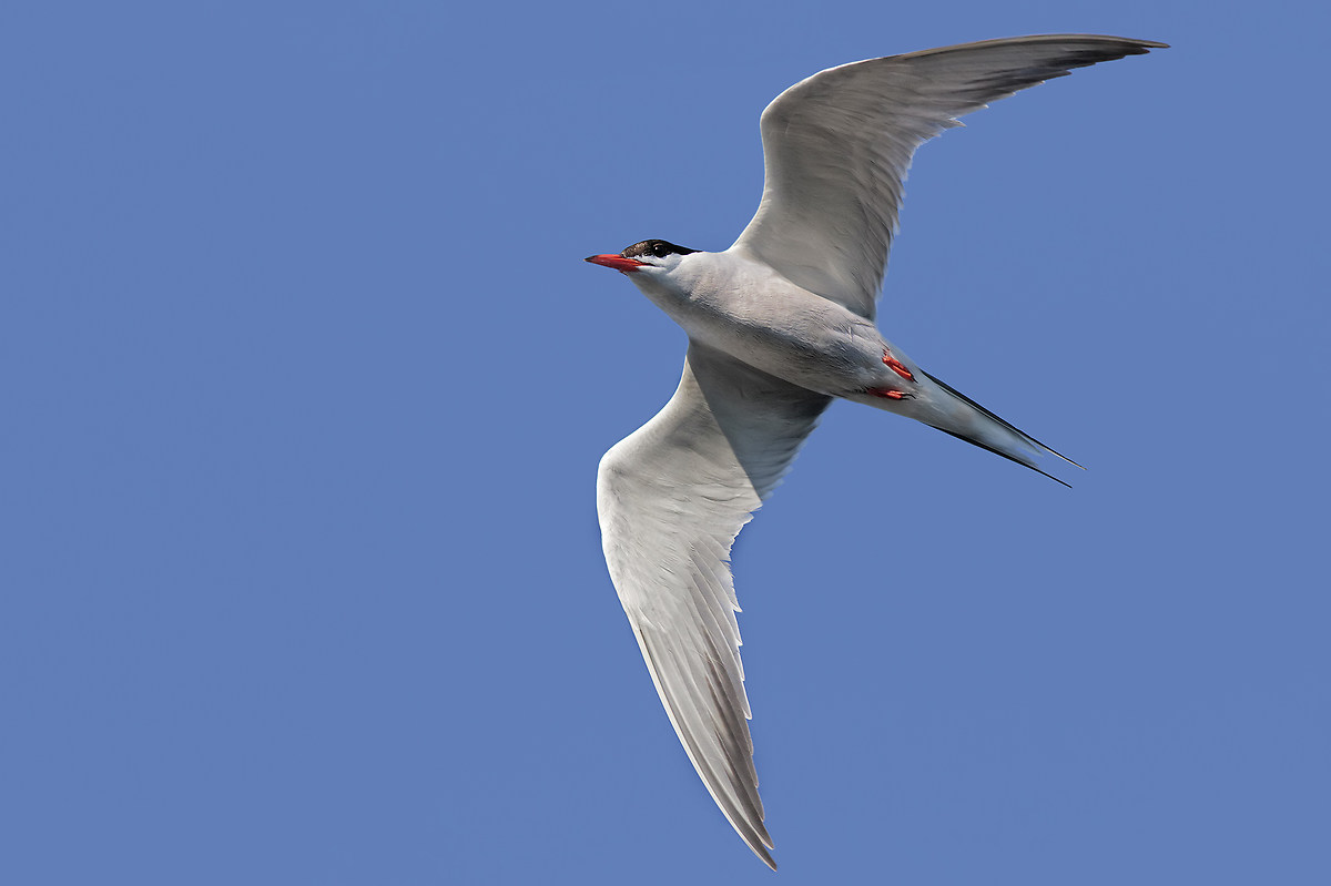 Sterna comune in volo