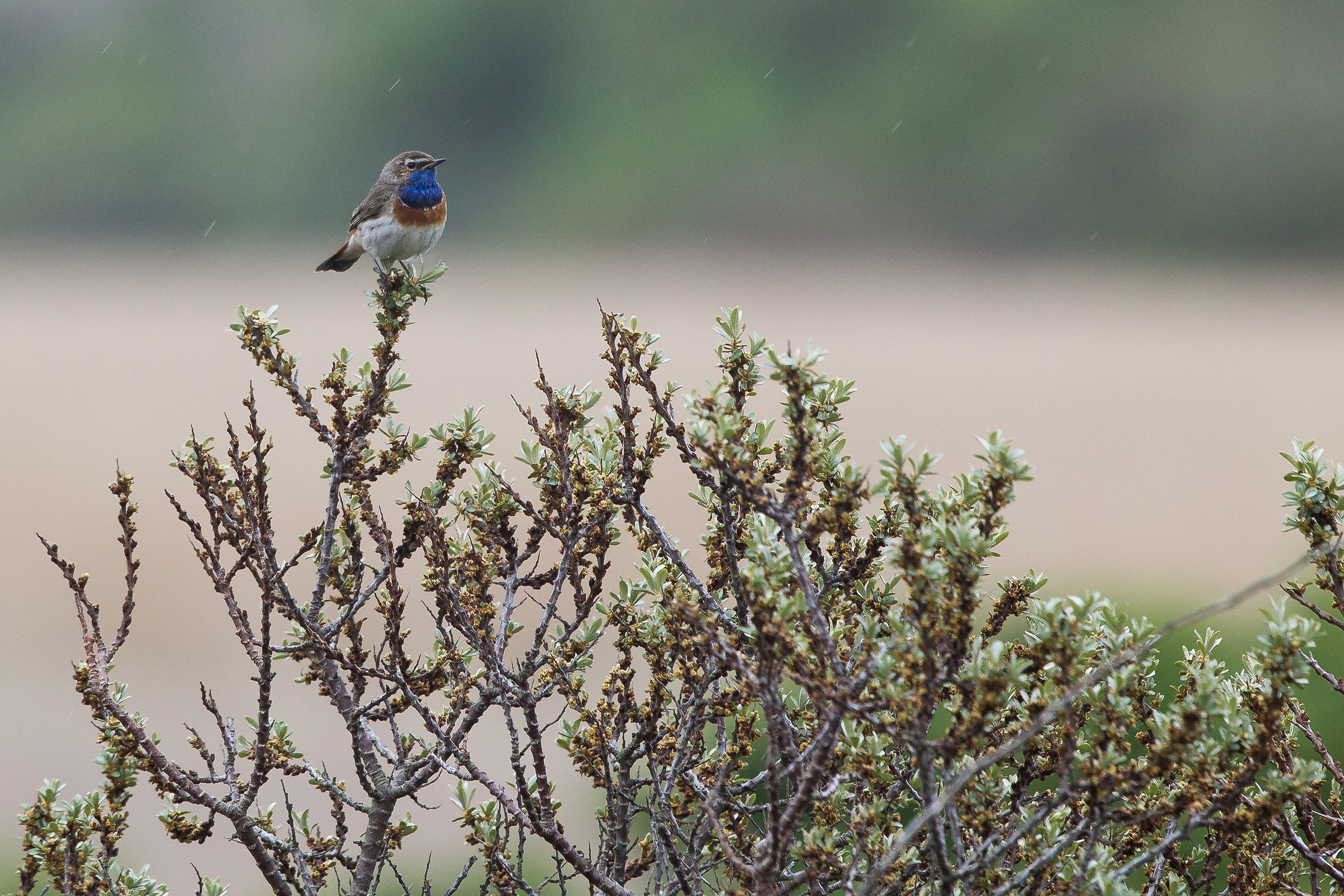 Pettazzurro nella pioggia