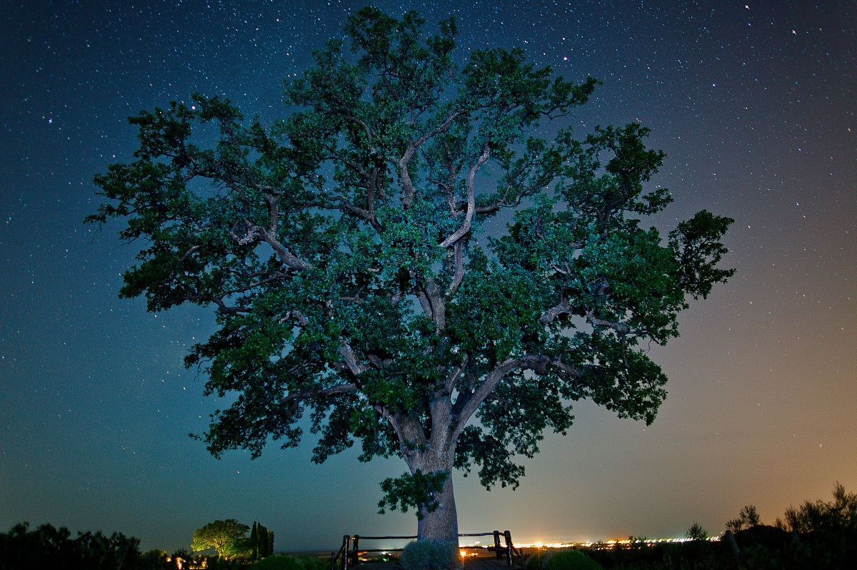 Night tree