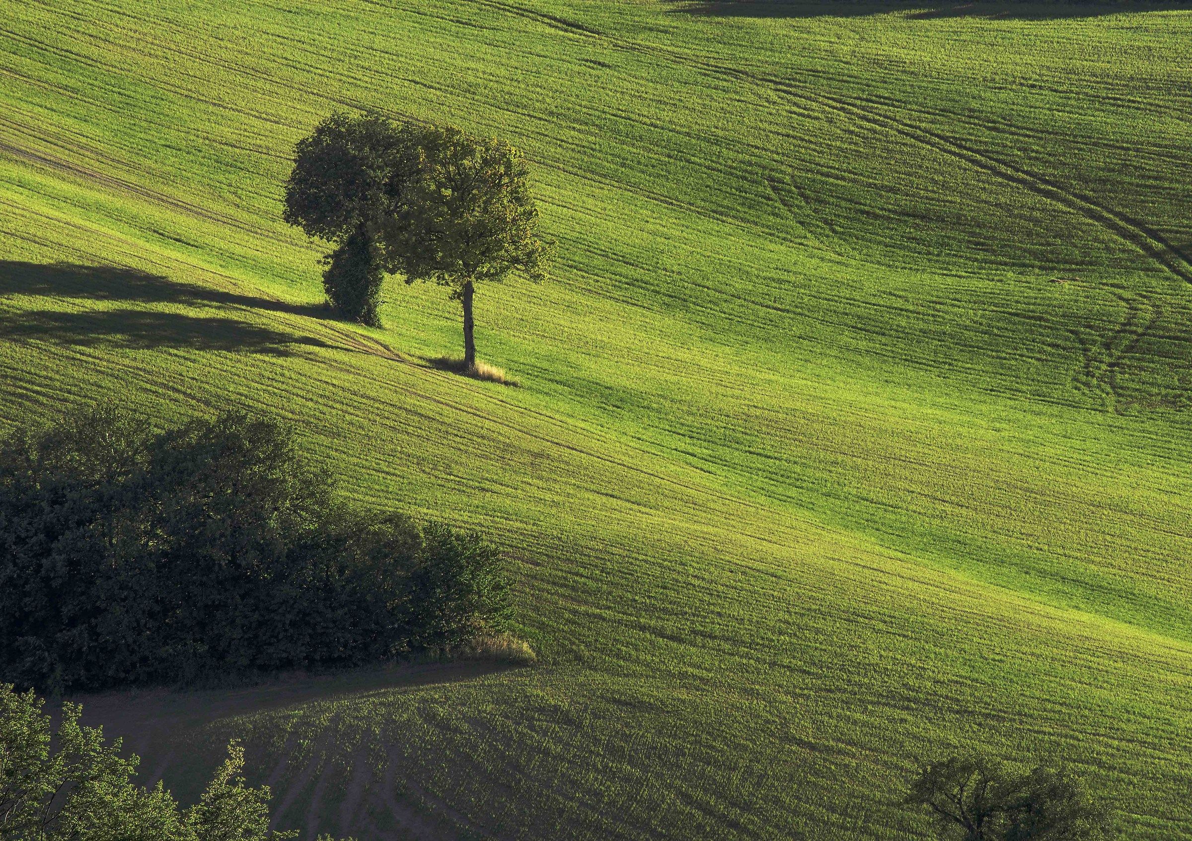 Texture di fine giugno