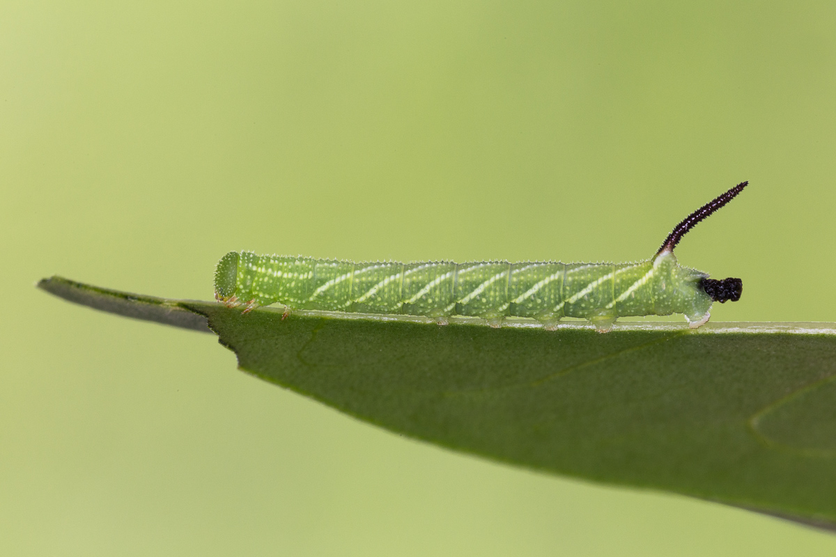 Sphinx of privet: caterpillar after the first move ...