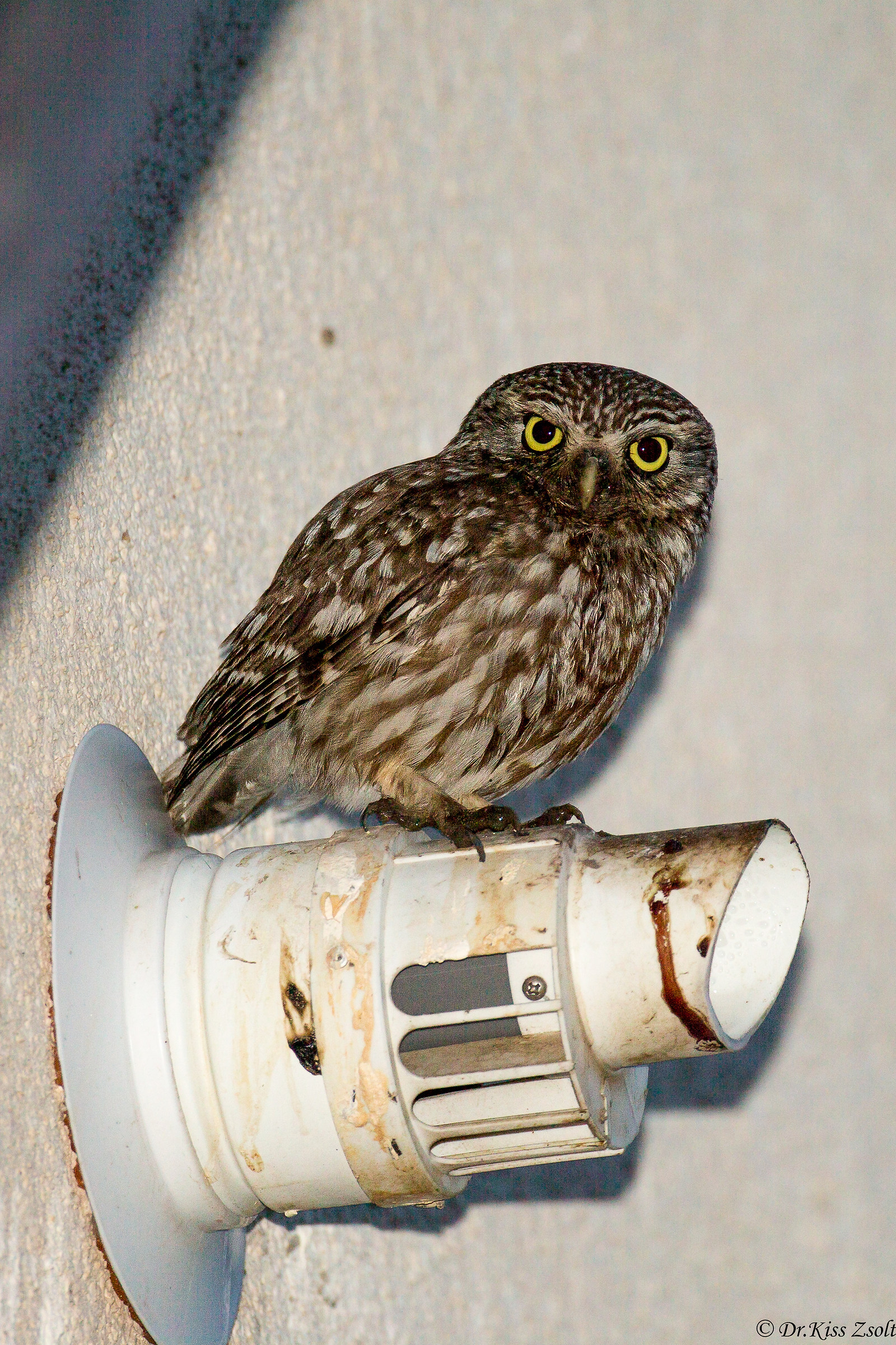 Piccolo gufo su una lampada