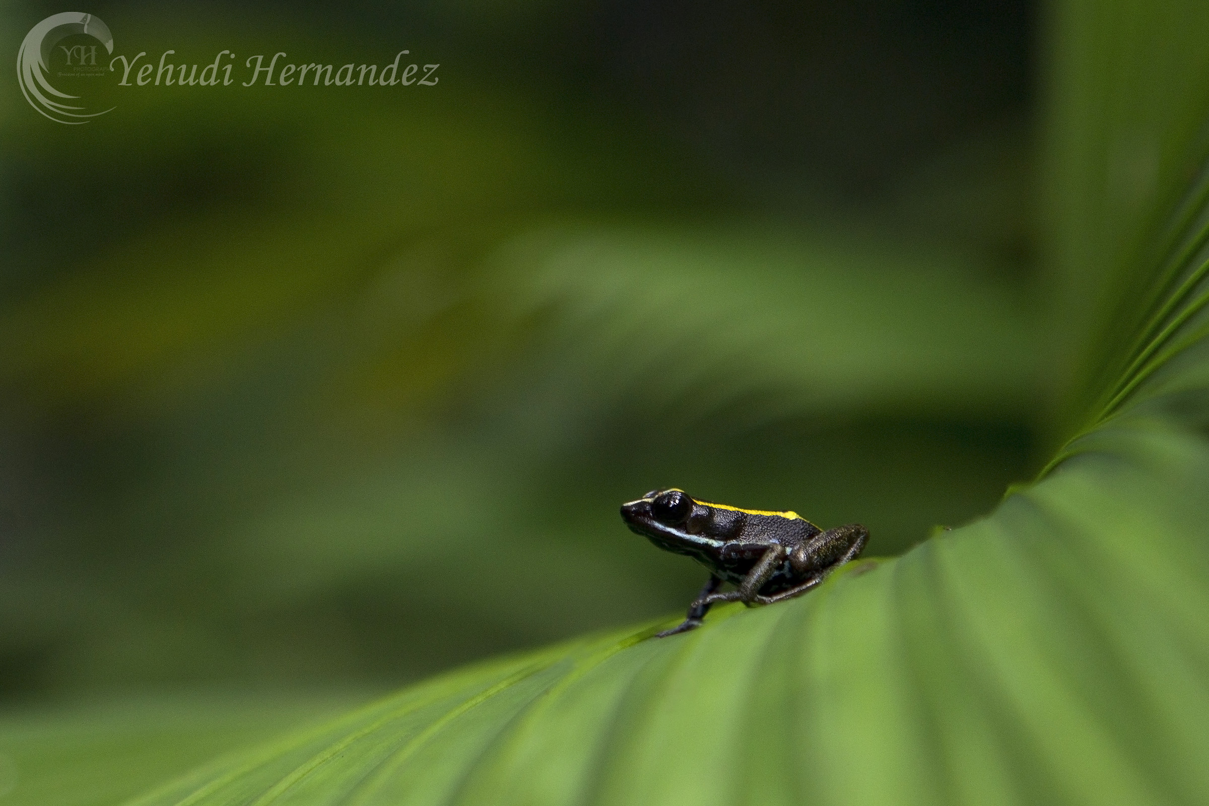 Jewels of the forest