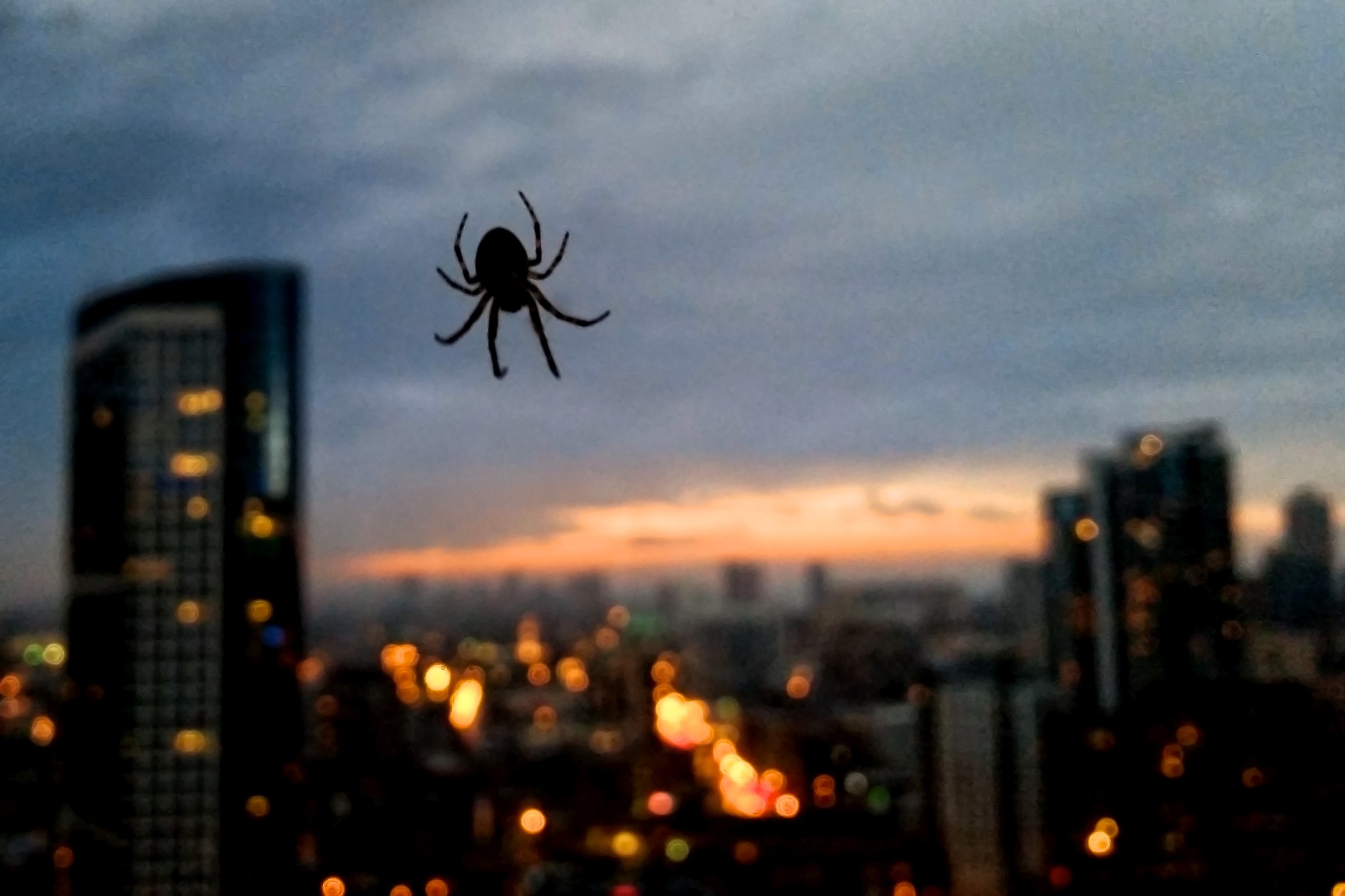A spider on my window