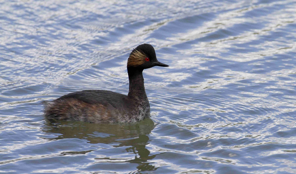 Grebe less