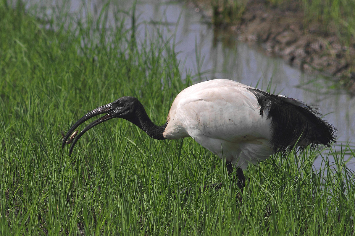 sacred ibis