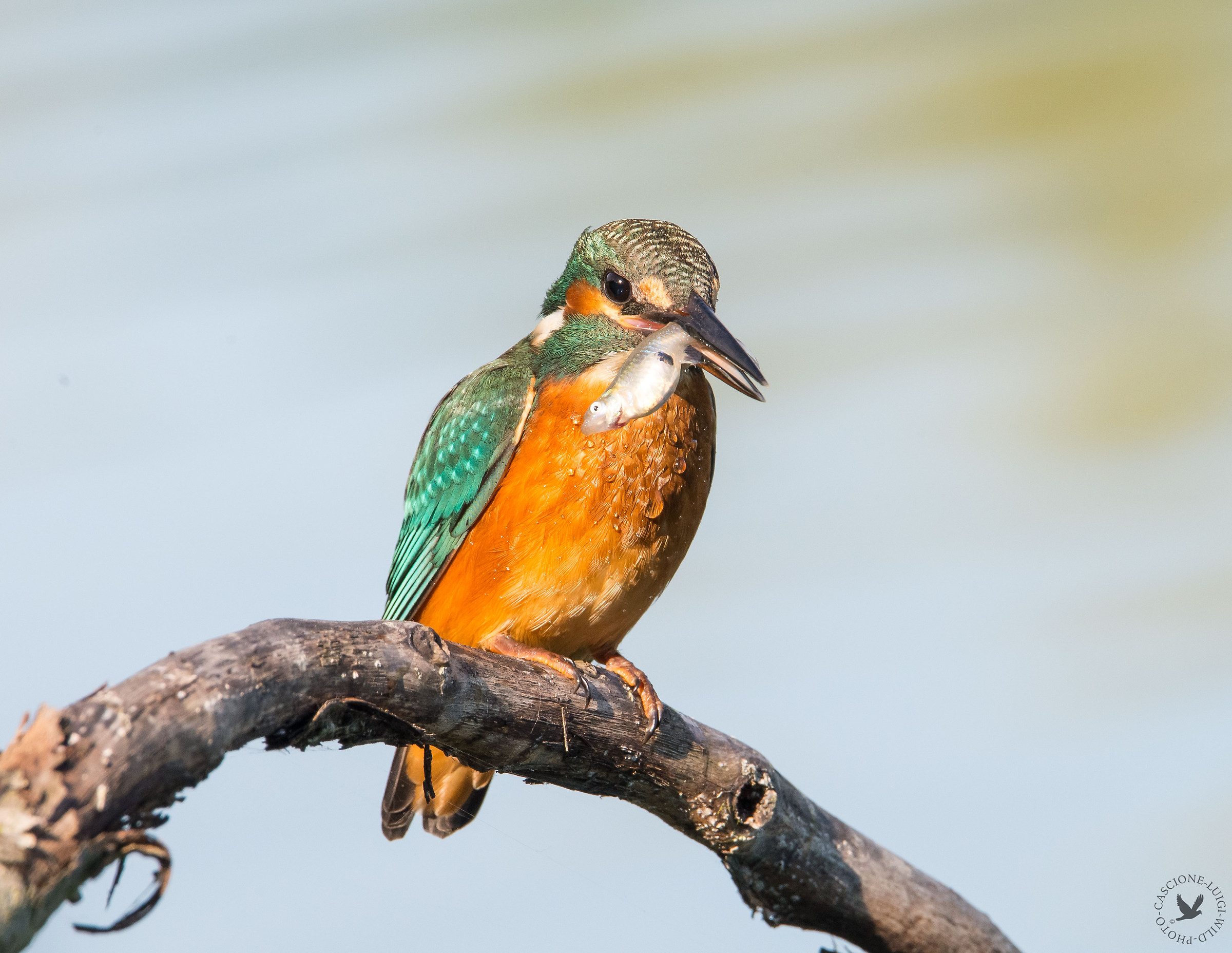 Pesca grossa sta mattina