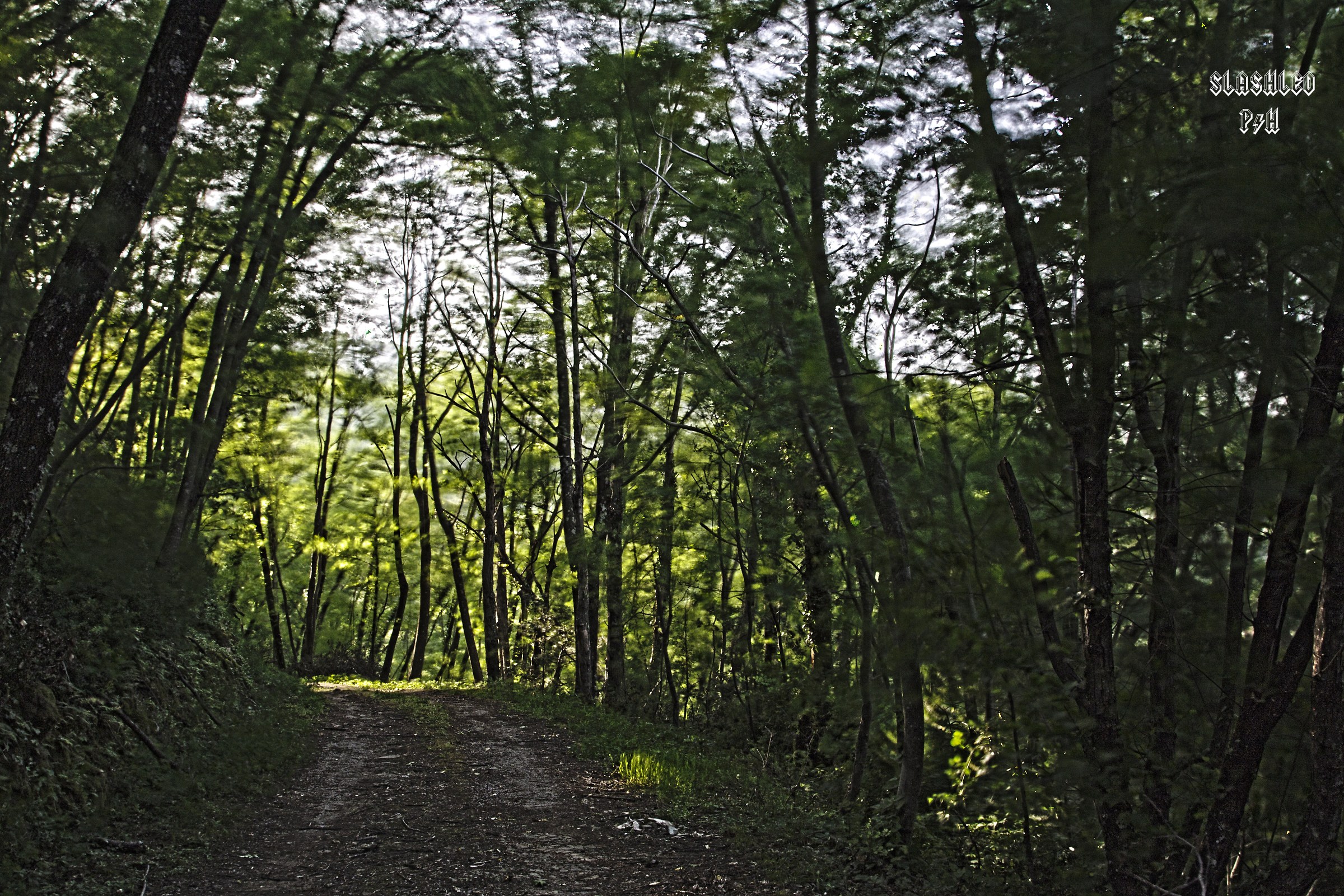 Bosco con tentativo di HDR