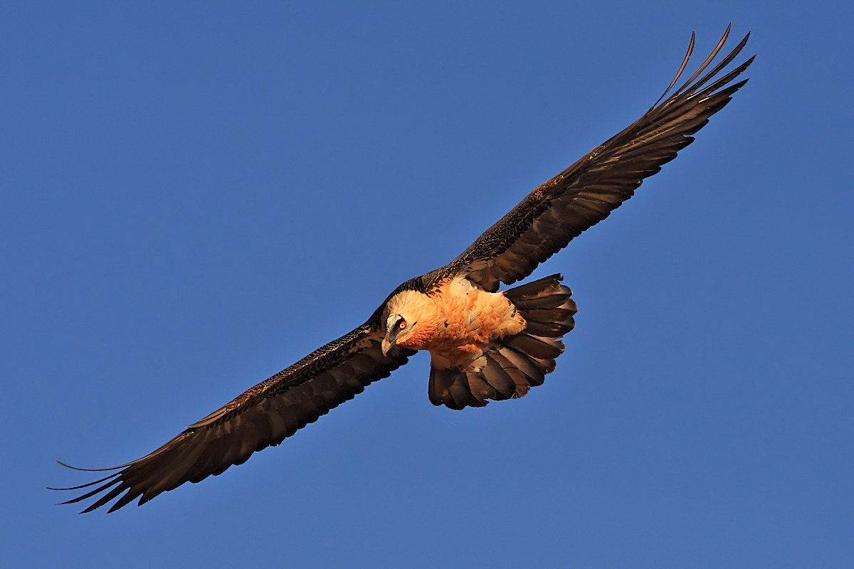 Bearded Vulture
