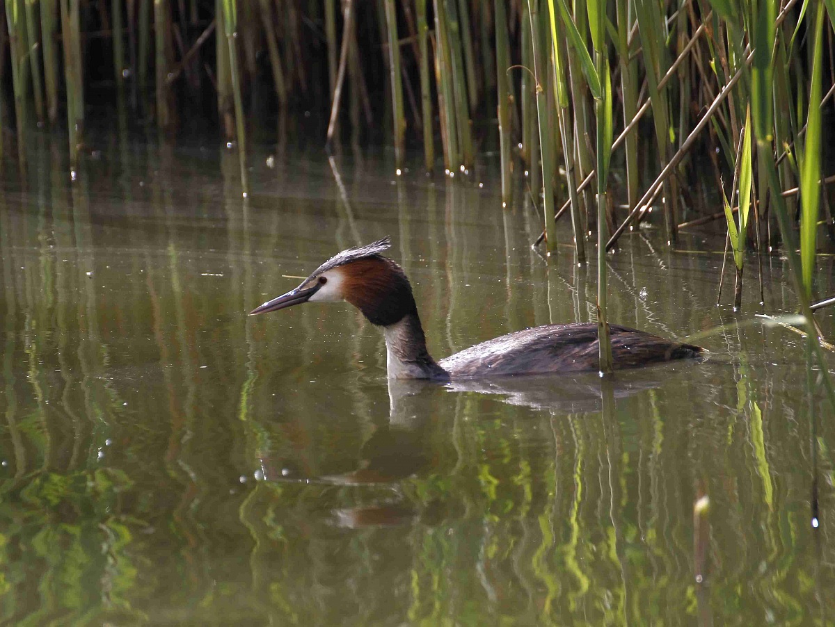 Great Crested Grebe