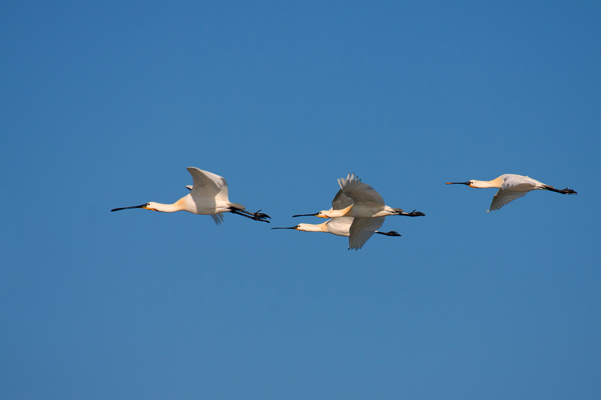 spoonbills in flight