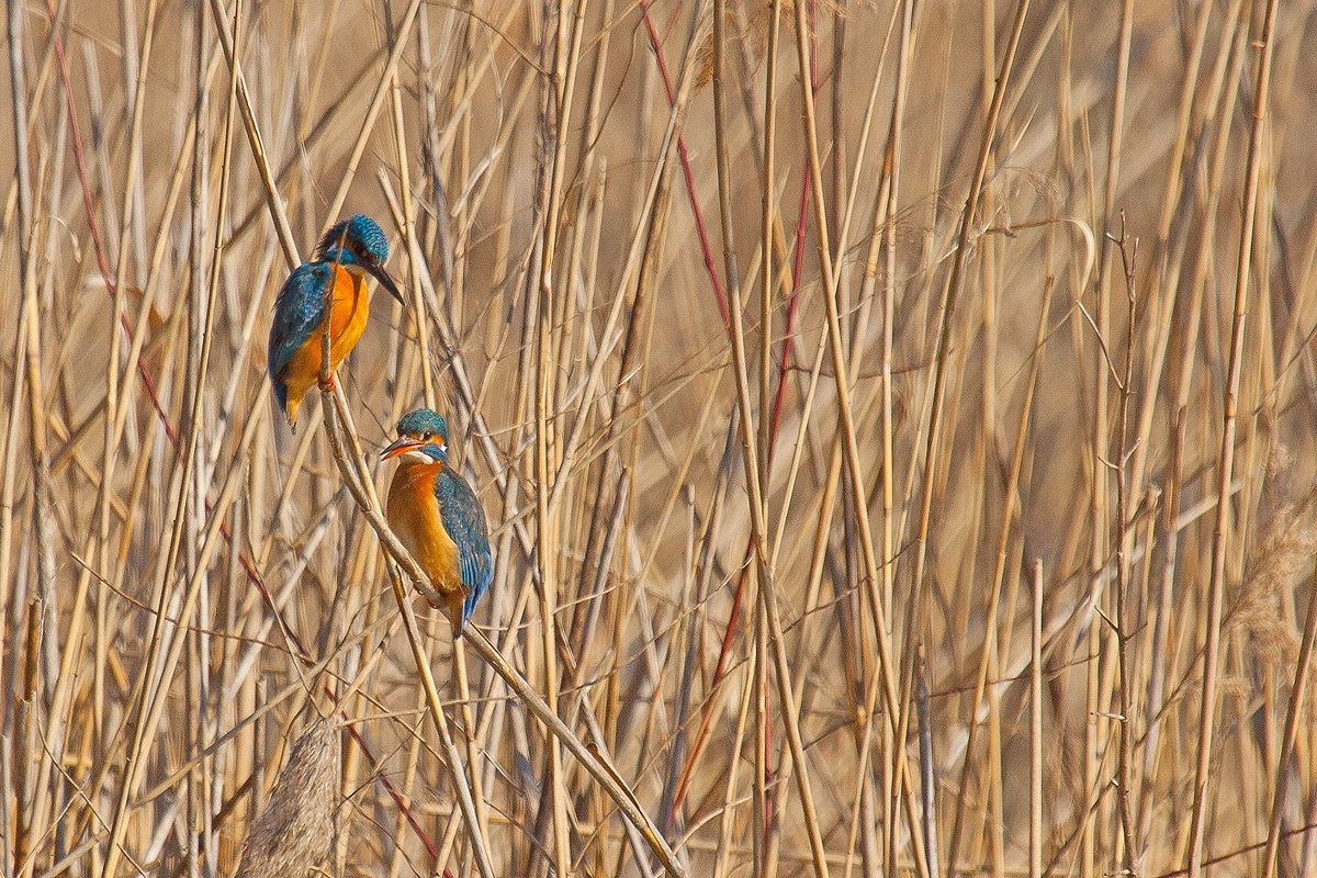 couple kingfisher