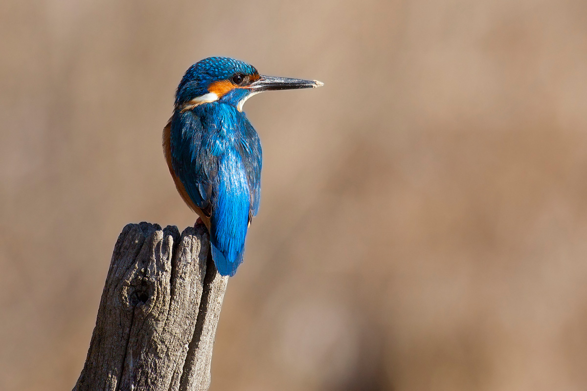 kingfisher