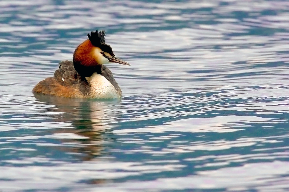grebe